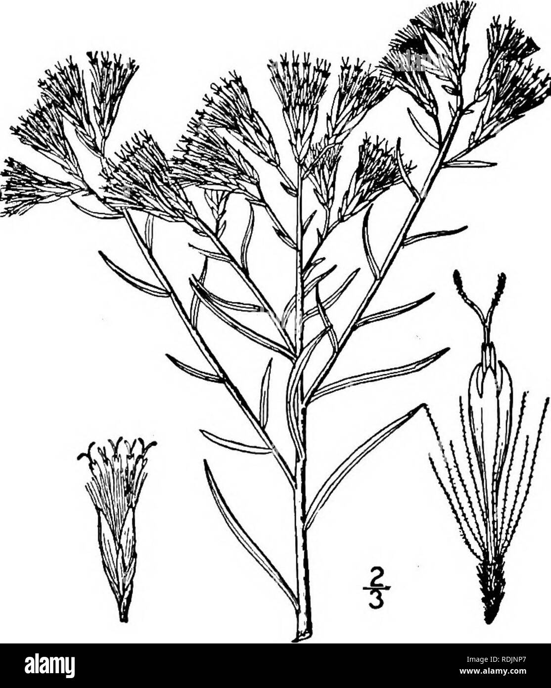 . Una flora illustrata del nord degli Stati Uniti, il Canada e la British possedimenti, da Terranova al parallelo tra il confine meridionale della Virginia, e dall'Oceano Atlantico verso ovest per il 102d meridiano. La botanica; Botanica. 376 COMPOSITAE. Vol. III. 16. CHRYSOTHAMNUS Nutt. Trans. Am. Phil. Soc. (II) 7: 323. 1840. Bassi arbusti, con equamente delle fronde, legno duro, foglie lineari e teste discoidale di giallo fiori perfetti. Teste strette, 5-7-fiorito. Involucro di forma oblunga in maniera restrittiva campanulate, la sua brattee più o meno keeled, sottili o cartaceo impricated in diverse serie, spesso così come Foto Stock