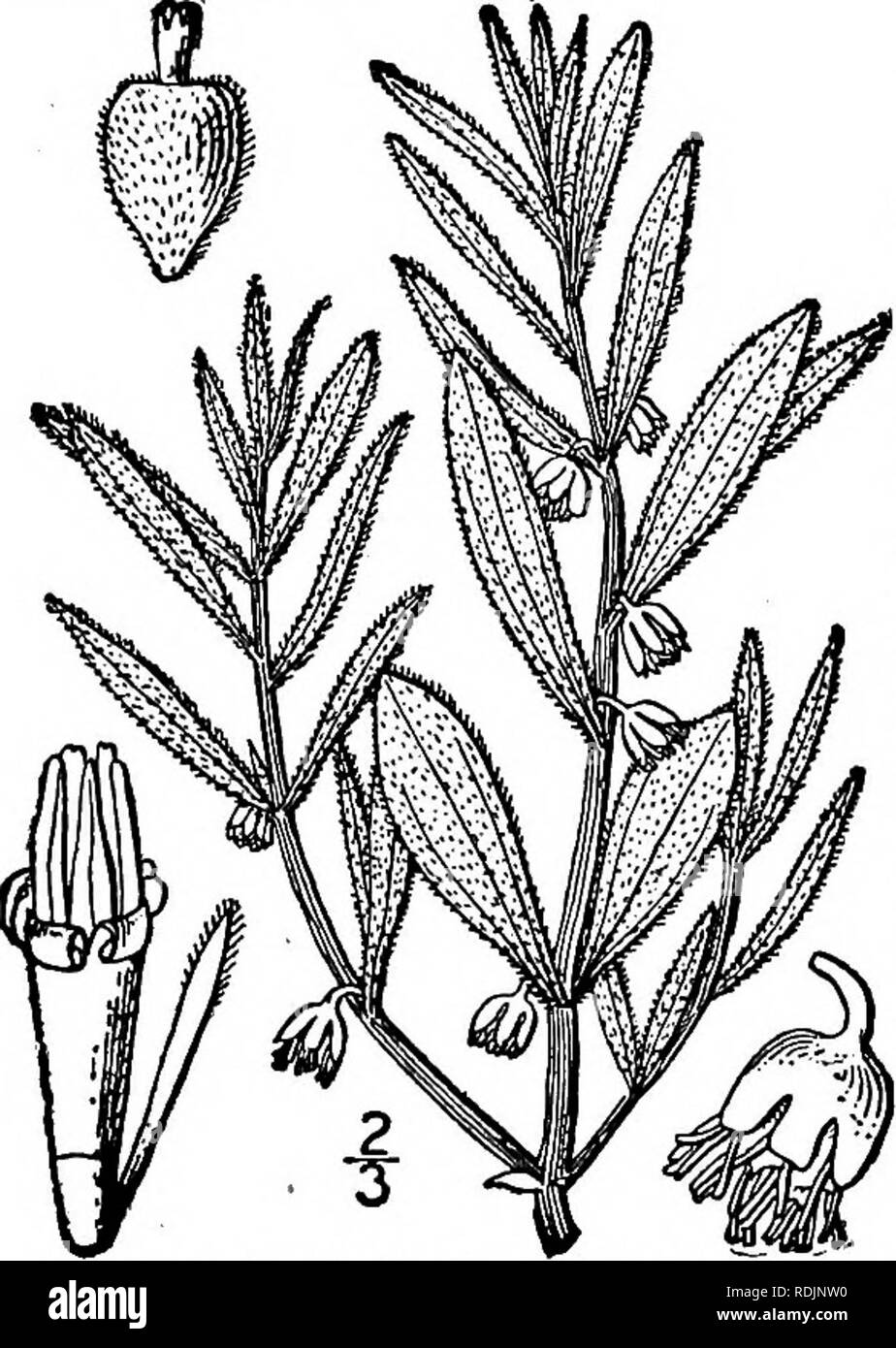 . Una flora illustrata del nord degli Stati Uniti, il Canada e la British possedimenti, da Terranova al parallelo tra il confine meridionale della Virginia, e dall'Oceano Atlantico verso ovest per il 102d meridiano. La botanica; Botanica. Genere i. L AMBROSIA FAMIGLIA. 339 i. Iva frutescens L. Marsh sambuco. Alta- acqua arbusto. Fig. 4120. Iva frutescens L. Sp. PI. 989. 1753. Iva oraria Bartlett, Rhodora 8: 26. 1906. Perenni, arbustive o erbacee, piuttosto carnosi; lo stelo paniculately ramificato sopra, mi- nutely pubescent, o talvolta glabrous sotto, 3°-I2° alta. Foglie di forma ovale, oblunga, o oblungo- lanceolate Foto Stock