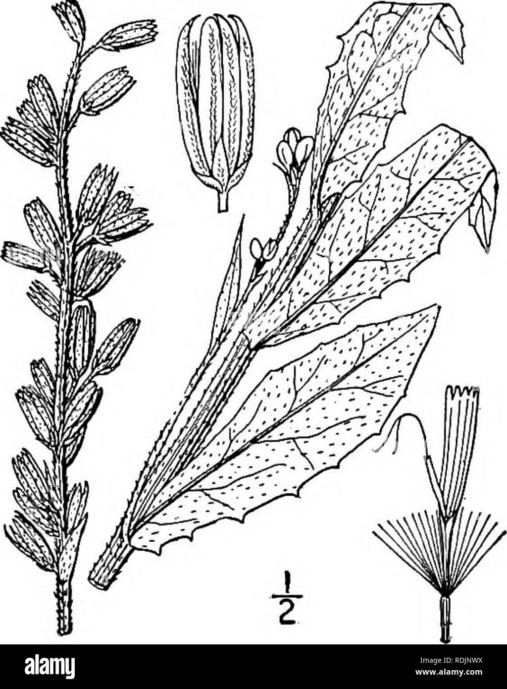 . Una flora illustrata del nord degli Stati Uniti, il Canada e la British possedimenti, da Terranova al parallelo tra il confine meridionale della Virginia, e dall'Oceano Atlantico verso ovest per il 102d meridiano. La botanica; Botanica. Genere 23. Cicoria di famiglia 7. Nabalus Boottii DC. Boott il sonaglio- snake-root. Fig. 4116. Nabalus Boottii DC. Prodr. 7: 241. 1838. Prenanthes Boottii A. Gray, Syn. Fl. 1: parte 2, 435. 1884. Di seguito Glabrous, comunemente pubescent sopra; stelo semplice, 4-12' alta. Lascia thickish, al basale e quelli inferiori ovali, hastate o deltoide petioled, prevalentemente ottuso, intero o den Foto Stock