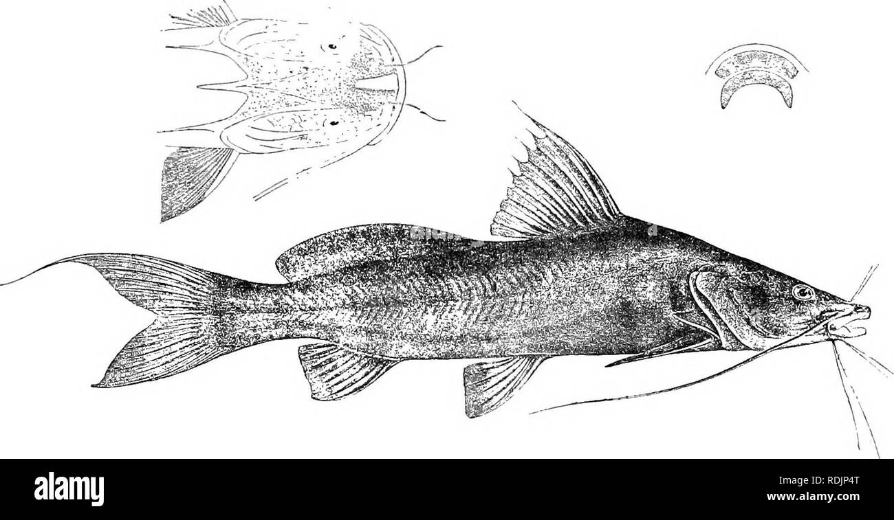 . Catalogo di acqua fresca di pesci in Africa nel British Museum di storia naturale) ... Pesci e Animali di acqua dolce. BAGRIIS. 309 Bagrus docmac, Riipp. Besclir. u. Fische nullo, p. 5 (1829); Ouv. &Amp; Val. Hist. Poiss. xiv. p. 404 (1839); Guntli. Cat. Pesce. v. p. 70 (1864), e Petherick's Trav. ii. p. 228 (1869); Vincig. Ann. Mus. Genova, (2) xix. 1898, p. 245; Bouleng. Pesce. Nilo, p. 237, pi. lviii. (1907). Profondità del corpo 4 a 5f volte nella lunghezza totale lunghezza della testa 3j per 4 volte. Testa molto depresso, per se volte tanto lungo quanto largo, liscia sopra; processo occipitale lungo e stretto, in cont Foto Stock