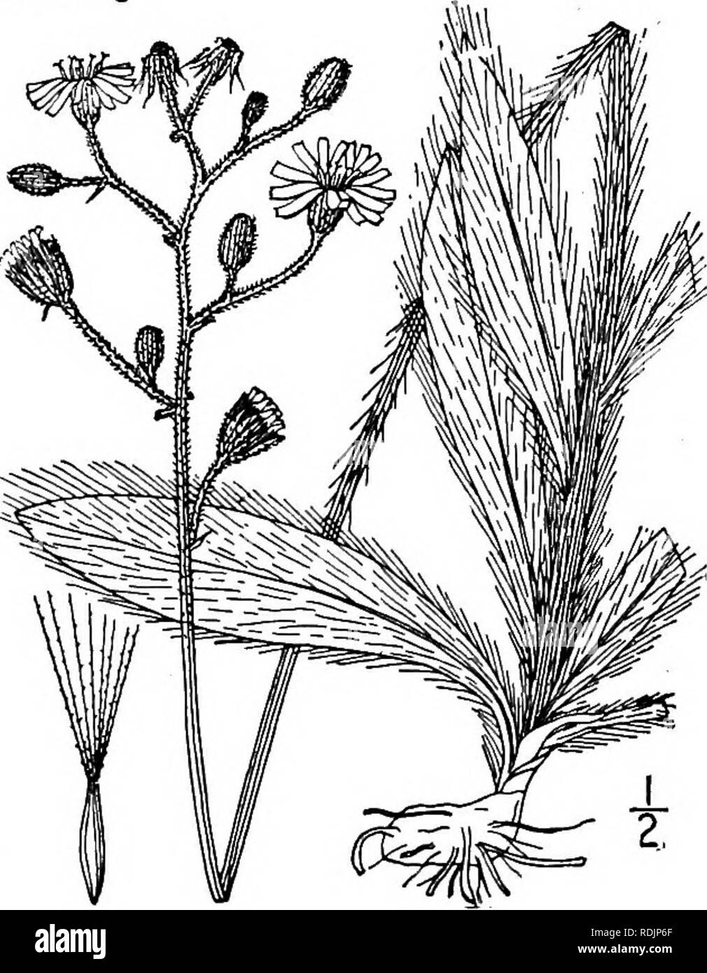 . Una flora illustrata del nord degli Stati Uniti, il Canada e la British possedimenti, da Terranova al parallelo tra il confine meridionale della Virginia, e dall'Oceano Atlantico verso ovest per il 102d meridiano. La botanica; Botanica. 6. Hieracium paniculatum L. Panicled Hawkweed. Fig. 4099. Hieracium paniculatum L. Sp. PI. 802. 1753. Glabrous in tutto o in qualche modo pilose-pu- bescent sotto lo stelo paniculately sopra ramificato e frondoso, slanciato, io°-3° alta. Foglie sottili, lanceo- tardi o oblungo-lanceolate, acuta o acuminate all'apice, ristretta a una base sessile, o la più bassa in piccioli, den Foto Stock