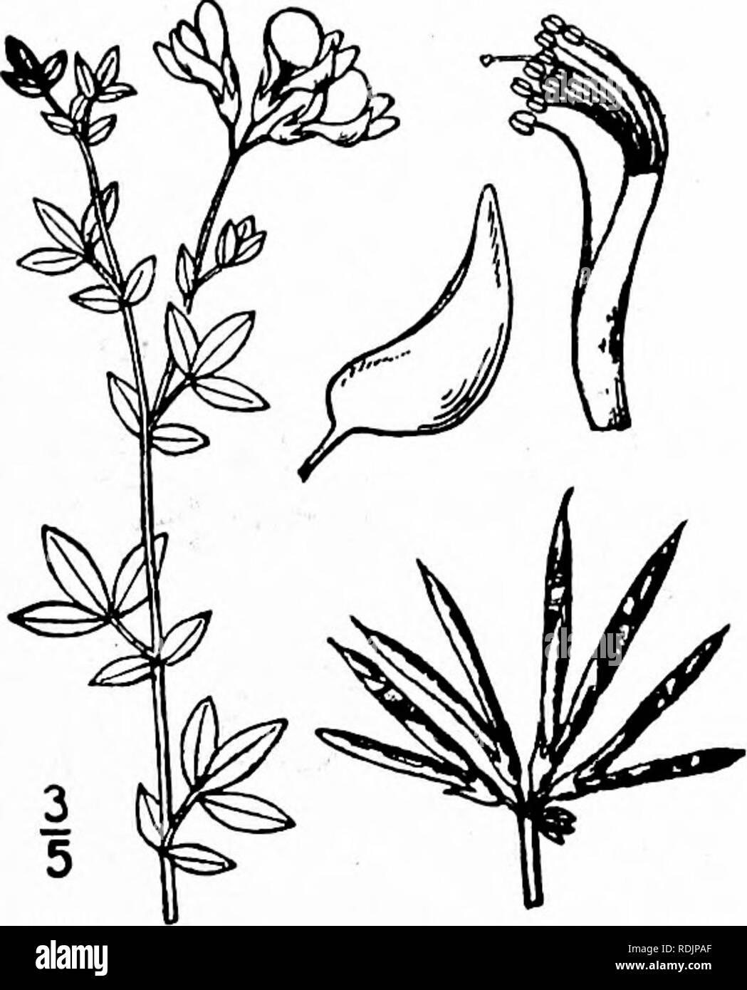 . Una flora illustrata del nord degli Stati Uniti, il Canada e la British possedimenti, da Terranova al parallelo tra il confine meridionale della Virginia, e dall'Oceano Atlantico verso ovest per il 102d meridiano. La botanica; Botanica. Genere 13. Famiglia di pisello. 359 I. Lotus corniculatus L. Bird's-Trifoglio del piede. Massa Caprifoglio. Bloom-cadde. Fig. 2488. Lotus corniculatus L. Sp. PL 775. 1753. Perenne da una lunga radice, appressed-pubescent glabrate o. Steli sottili, decumbent, o ascendente, 3'-2° lunga; foglie 3-foliolate, corto-petioled; depliant obovate, oblanceolate o oblunga, 3"-8" l Foto Stock