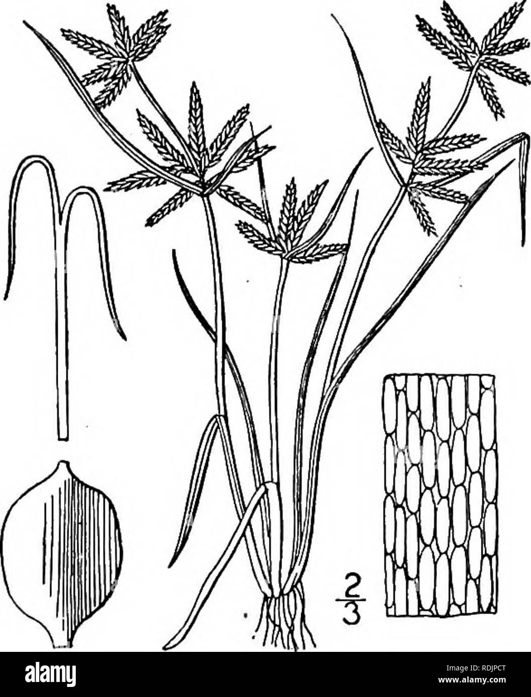 . Una flora illustrata del nord degli Stati Uniti, il Canada e la British possedimenti, da Terranova al parallelo tra il confine meridionale della Virginia, e dall'Oceano Atlantico verso ovest per il 102d meridiano. La botanica; Botanica. 29S CYPERACEAE. Vol. I. C. Torreyi. C. ovularis. Ho Spikelets}4"-2" long, minore diffusione. 32, teste globose. 33, Achene oblunga o obovoid, circa due volte come lungo come spesso. Il rachide wingless o molto strettamente alato. Teste globose. 34. C. filiculmis. Capi oblungo. 35. C. cayennensis. Il rachide-ali, membranosa ampia. Bilancia ferma e non appressed ; spikelets Foto Stock