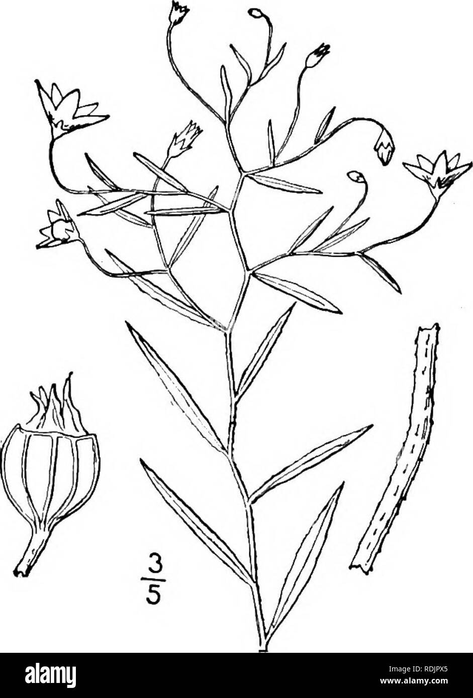 . Una flora illustrata del nord degli Stati Uniti, il Canada e la British possedimenti, da Terranova al parallelo tra il confine meridionale della Virginia, e dall'Oceano Atlantico verso ovest per il 102d meridiano. La botanica; Botanica. 7. Campanula uliginosa Rydb. Blue Marsh campanula. Fig. 4021. Campanula uliginosa Rydb.; Britton, Man. 885. 1901. Perenne; simile alla precedente ma le filiali meno diffusione; lo stelo 1°-2° lungo, retrorsely hispidulous sugli angoli. Foglie lineari, i'-2i' lungo, 4 "-24" wide, retrorsely hispidulous sui margini e la costola, acuta, minutamente denticulate wi Foto Stock