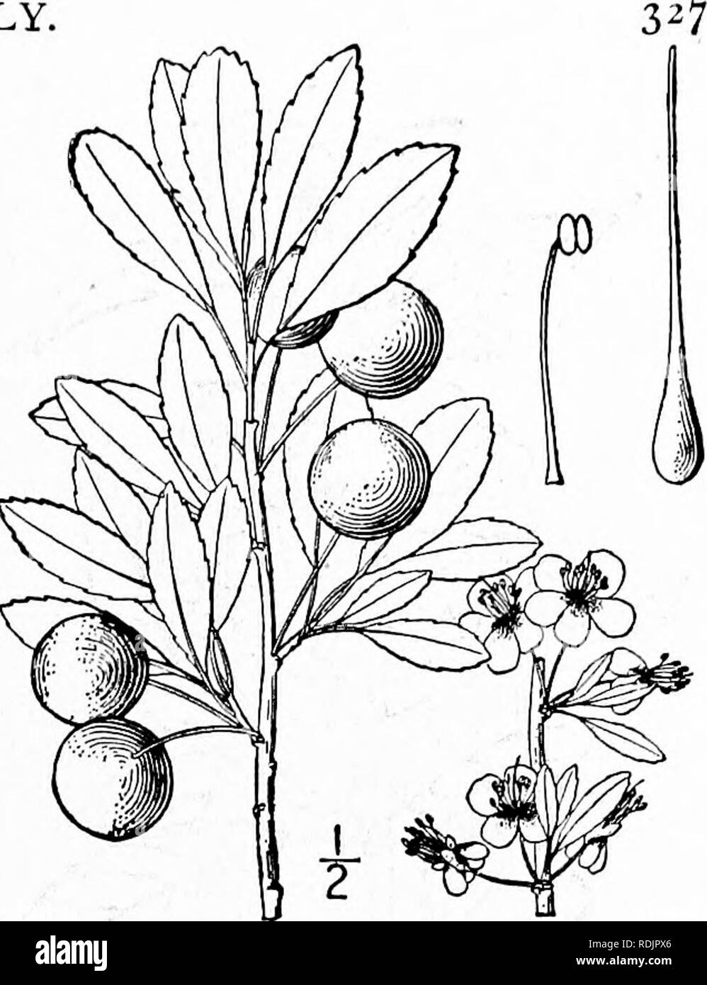 . Una flora illustrata del nord degli Stati Uniti, il Canada e la British possedimenti, da Terranova al parallelo tra il confine meridionale della Virginia, e dall'Oceano Atlantico verso ovest per il 102d meridiano. La botanica; Botanica. Genere i. Famiglia di pesche, 12. Prunus Besseyi Bailey. Western sabbia ciliegio. Bessey della ciliegia. Fig. 2420. Prunus Besseyi Bailey, Boll. Cornell Agric. Scad. Sta. 70 : 261. 1894. Cerasiis Besseyi Smyth, Trans. Kans. Acad. Sci. È" 62. 1898. Un arbusto, io°-4° alta, i rami si diffondono, diffondere o prostrati, non rigorosa. Lascia ellip- tic, oblunga o ovale, i denti appresse Foto Stock