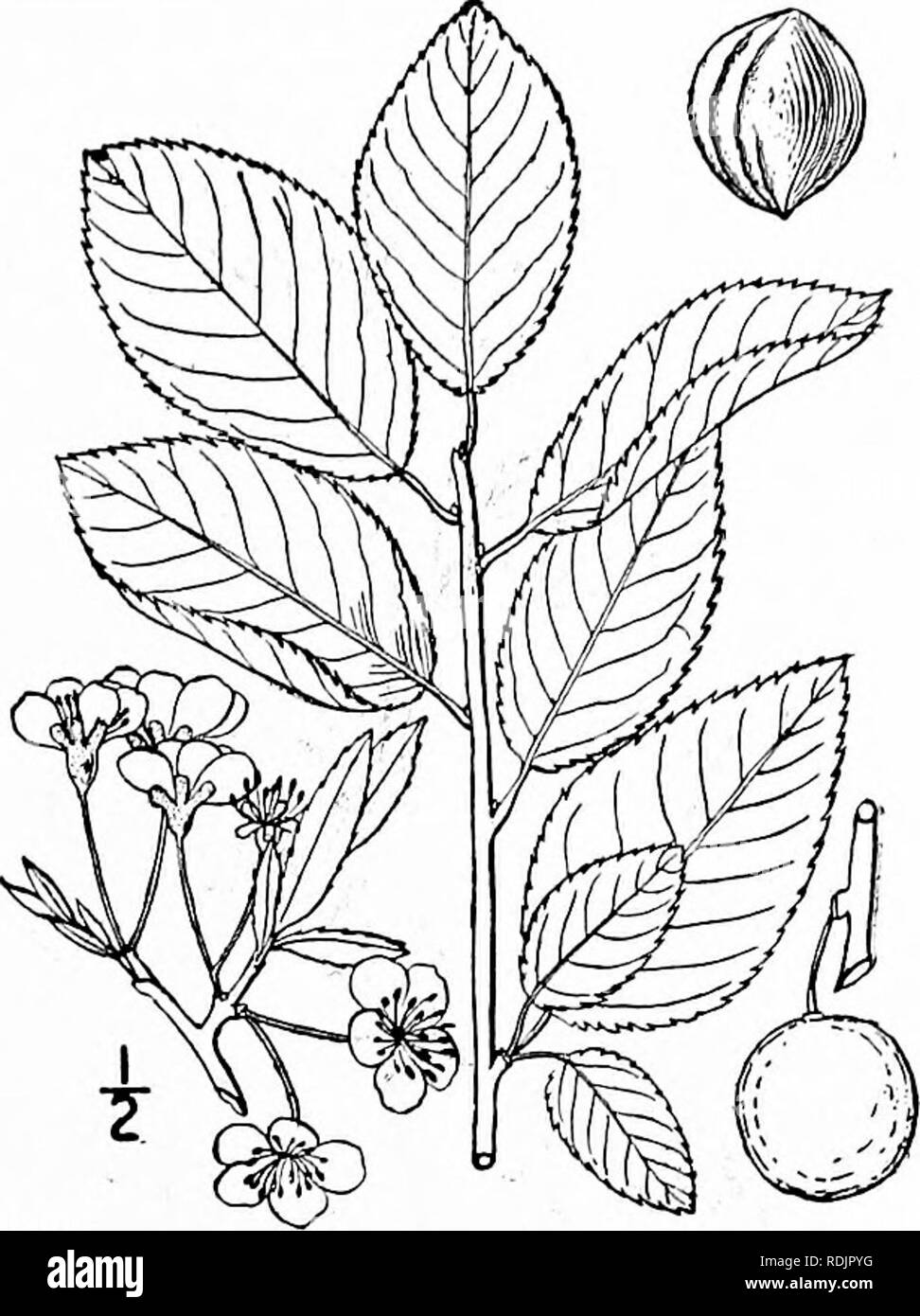 . Una flora illustrata del nord degli Stati Uniti, il Canada e la British possedimenti, da Terranova al parallelo tra il confine meridionale della Virginia, e dall'Oceano Atlantico verso ovest per il 102d meridiano. La botanica; Botanica. Genere PEACH FAMIGLIA. 325 6. Prunus maritima Wang. Spiaggia di sabbia o di prugna. Fig. 2414. Prunus maritima Wang. Am. 103. 1781. Prunus cerasifera Ehrh. Beitr. 4: 17. 1789, PruHus sphaerocarpa Michx. Fl. Bor. Am. i : 1803. Un basso molto ramificato arbusto, l°-7° elevata non spinoso. Foglie di forma ovale, ovate o obovate, finemente e bruscamente, dentellate acutish o grave all'apice, arrotondato a t Foto Stock