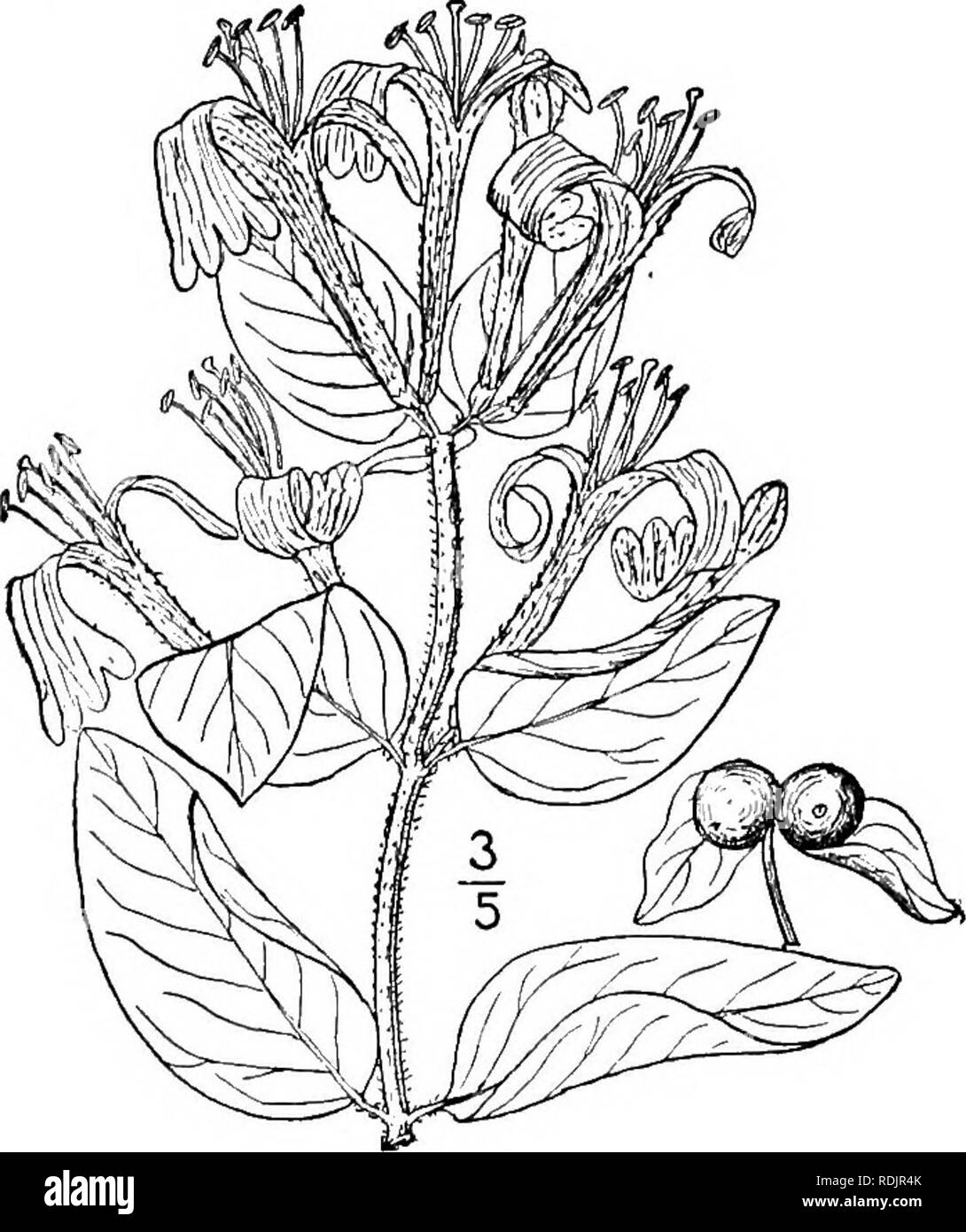 . Una flora illustrata del nord degli Stati Uniti, il Canada e la British possedimenti, da Terranova al parallelo tra il confine meridionale della Virginia, e dall'Oceano Atlantico verso ovest per il 102d meridiano. La botanica; Botanica. 8. Lonicera japonica Thunb. Il giapponese o il cinese caprifoglio. Fig. 3986. Lonicera japonica Thunb. Fl. Jap. 89. 1784 Pubescent, salire in alto o sul lato posteriore. Lascia tutti a breve petioled, ovali, intero, 1'-$' lungo acuto all'apice arrotondato in corrispondenza della base, di colore verde scuro e glabrous sopra, pallido e di solito con parsimonia pubescent sotto; fiori in coppie dal axils superiore, Foto Stock