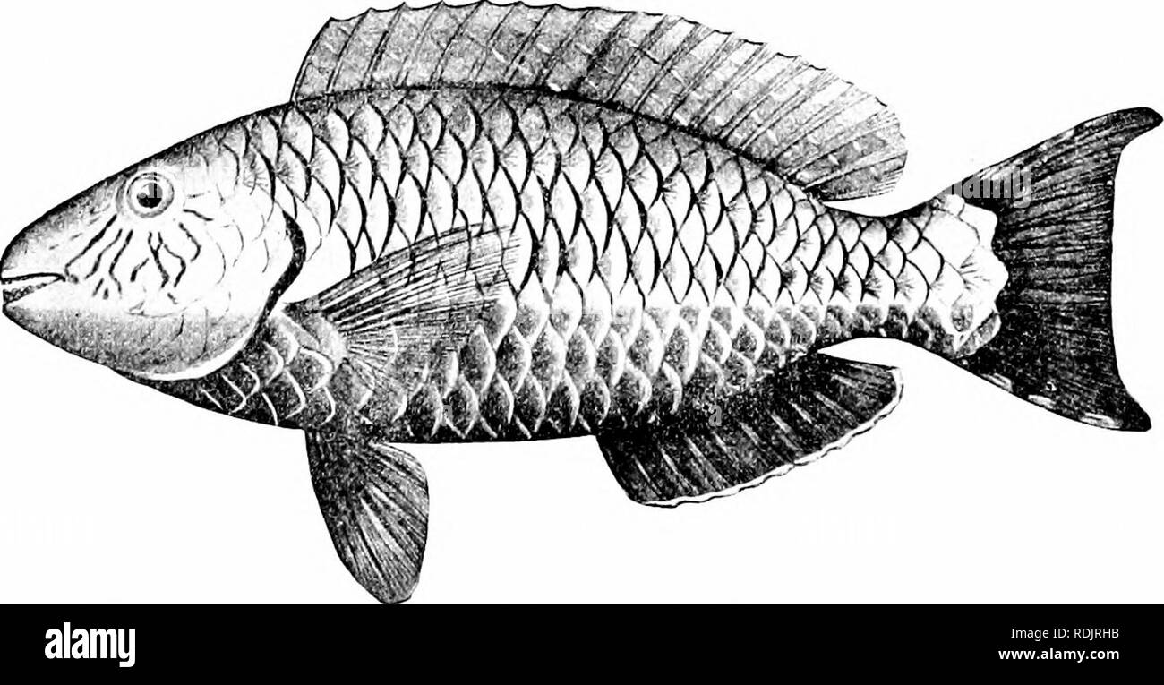. Una guida per lo studio di pesci. Pesci; Zoologia; Pesci. Fig. 326.-Sparisoma hoplomysiax (COPE). Key West. esagonale. I denti delle ganasce non sono completamente uniti, la dorsale spine sono pungente, la linea laterale non interrotte e le membrane gdl ampiamente uniti per l'istmo. Delle numerose specie l'opaca colorata flaves Sparisoma-. La fio. 327.-Sparisoma abildgaardi (Bloch), Rosso pesce pappagallo. Loro Parque, Colorado. Famiglia Scaridiv. ecu è più abbondante in Indie ad ovest e le gamme più lontano nord che alcuno altro, Sparisoma cretense, truffe del. Si prega di notare che queste immagini sono extracte Foto Stock