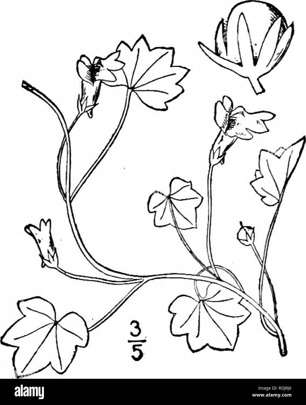 . Una flora illustrata del nord degli Stati Uniti, il Canada e la British possedimenti, da Terranova al parallelo tra il confine meridionale della Virginia, e dall'Oceano Atlantico verso ovest per il 102d meridiano. La botanica; Botanica. Gknus 2. FIGWORT FAMIGLIA. *75 2. CYMBALARIA Medic. Phil. Bot. 2: 70. 1791. Perenne rampicante o la diffusione di erbe aromatiche, con lunga petioled, prevalentemente lobata, palmately foglie venato e ascellare solitario bianco a fiori viola. Calice 5-parted. Corolla irregolare, 2 a labbro, corto-spronato; labbro superiore a 2 lobi, il labbro inferiore a 3 lobi; gola quasi o del tutto chiuso dal palato. S Foto Stock