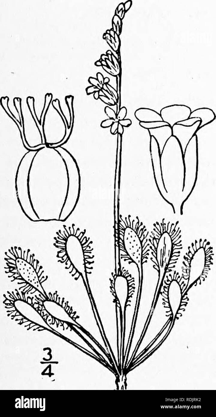 . Una flora illustrata del nord degli Stati Uniti, il Canada e la British possedimenti, da Terranova al parallelo tra il confine meridionale della Virginia, e dall'Oceano Atlantico verso ovest per il 102d meridiano. La botanica; Botanica. 2. Drosera intermedia Hayne. Spatulate-lasciava Sundew. Fig. 2126. Drosera intermedia Hayne in Schrad. Journ. Bot. 1800: Parte I, 37. Drosera longifolia Michx. FI. Bor. Am. i: 186. 1803. Non L. 1753- Drosera americana Willd. Enum. 340. 1809. , ' Drosera intermedia var. Americana DC. Prodr. i : 318. 1824. Rizoma allungato (2'-4' lungo quando crescono in acqua). Scap Foto Stock