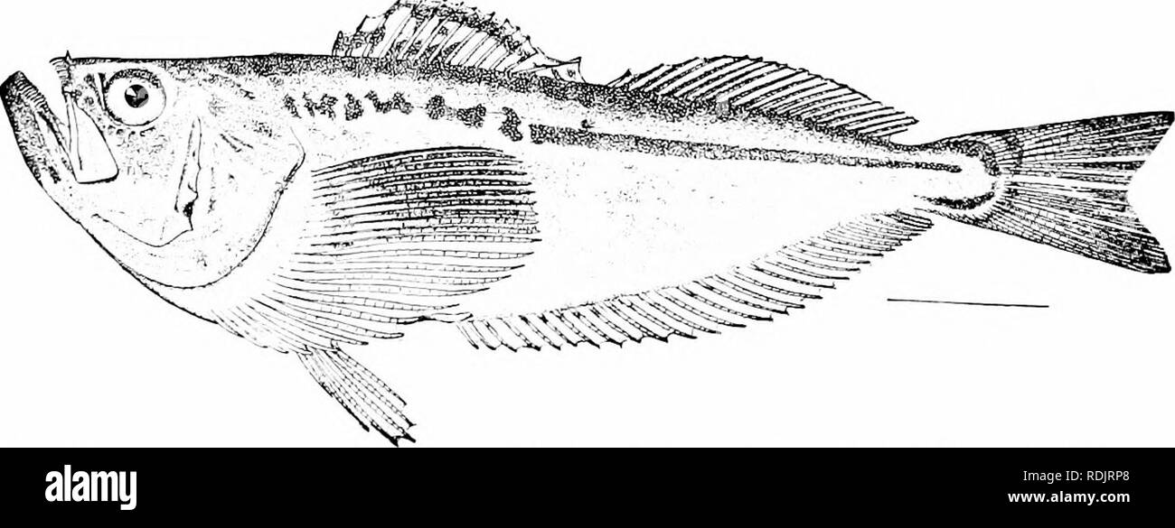 . Una guida per lo studio di pesci. Pesci; Zoologia; Pesci. Fig. 301.-Cirrhitus rirulatus Valenciennes. Mazatlan. Il Sandfishes: Trichodontidae.-Nel quartiere di LatriJidiC, il dott. Boulenger pone il Trichodoniida: o sandfishes, piccolo, abrasibile, silvery pesci del Pacifico settentrionale. Questi. Fifi. 3IT2.-Samlfish, Tn'rhadon trichodon (Tilesius). Isole Shumagin, Alaska. sono molto compressa nel corpo, con molto obliquo bocche, con frange labbra e, come si addice a loro habitat settentrionale, con un forte aumento del numero di vertebre. Essi si interrano in sabbia sotto il surf e le due spec Foto Stock
