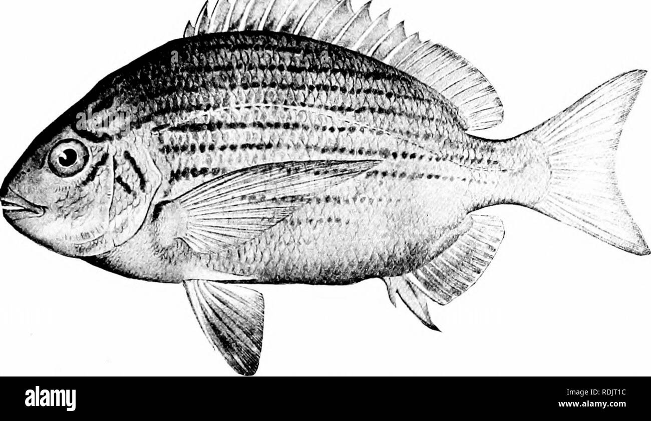 Una guida per lo studio di pesci. Pesci; Zoologia; Pesci. La Bass e i loro  parenti 347 essa abbonda e strisce dorate e una macchia nera in  corrispondenza dello spallamento, in