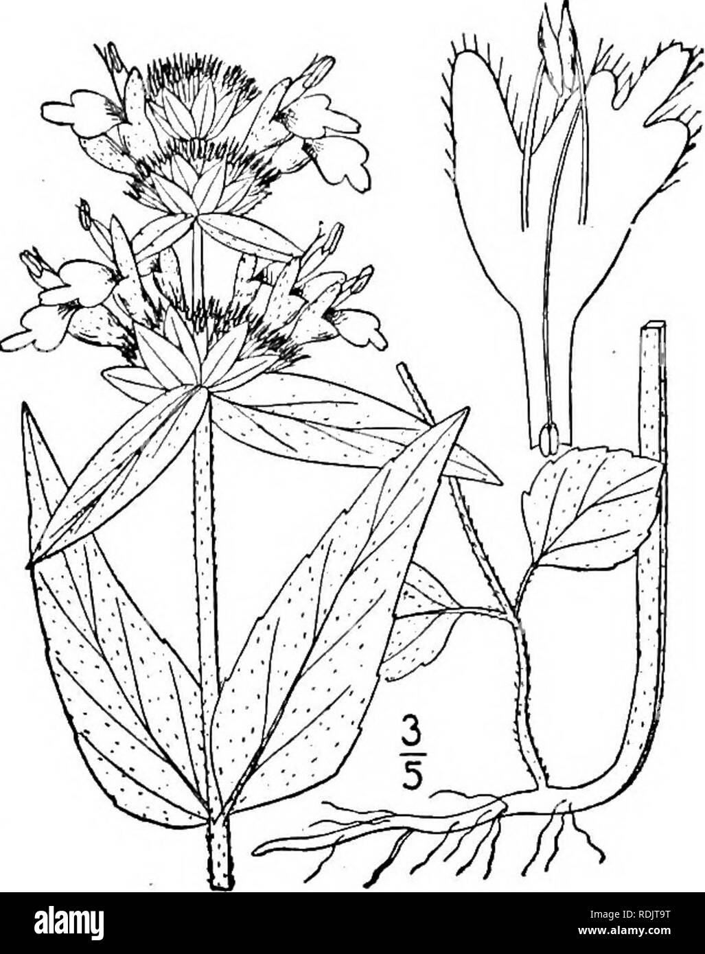 . Una flora illustrata del nord degli Stati Uniti, il Canada e la British possedimenti, da Terranova al parallelo tra il confine meridionale della Virginia, e dall'Oceano Atlantico verso ovest per il 102d meridiano. La botanica; Botanica. Genere 25. Famiglia di zecca. l35 1. Blephilia ciliata (L.) Raf. Roverella Ble- philia. Fig. 3645. Monarda ciliata L. Sp. PI. 23. 1753. Blephilia ciliata Raf. Journ. Phys. 89: 98. 1819. Stelo puberulent, o corto sopra villosi, comunemente- semplice, io°-2° alta. Foglie inferiori e quelle dei germogli sterili di forma ovale o ovale, sottile-petioled, crenate-den- ticulate, i'-2' lungo la uppe Foto Stock