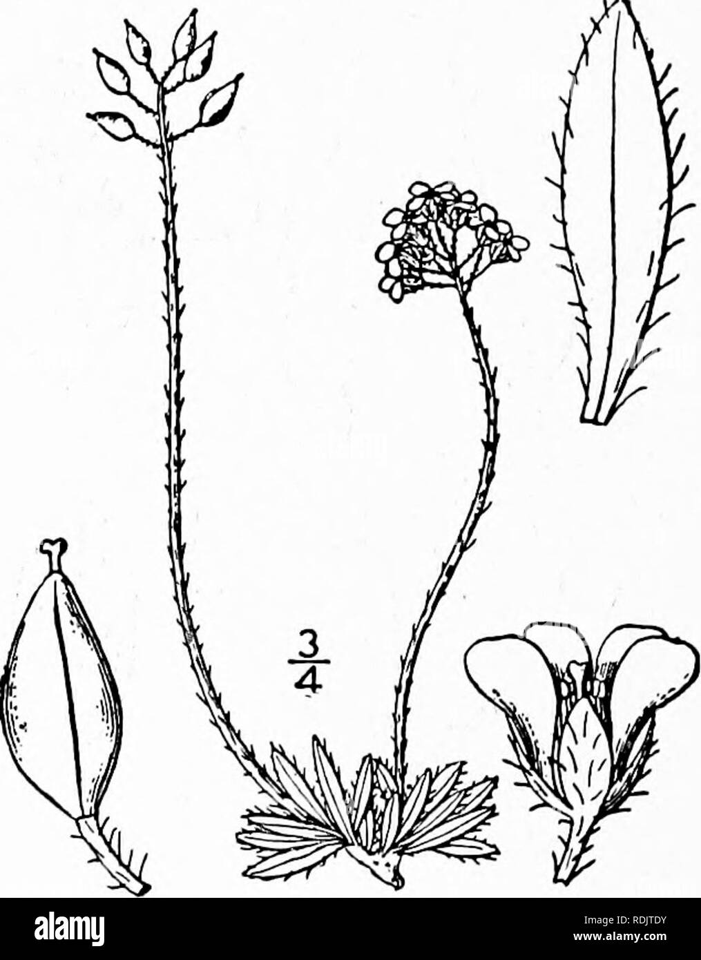 . Una flora illustrata del nord degli Stati Uniti, il Canada e la British possedimenti, da Terranova al parallelo tra il confine meridionale della Virginia, e dall'Oceano Atlantico verso ovest per il 102d meridiano. La botanica; Botanica. 13. Draba alpina L. Whitlow alpino-erba. Fig. 2009. Draba alpina L. Sp. Ph 642. 1753. Perenne da un caudex ramificato, densamente, tufted vedute pubescent, V-6' alta. Lascia tutti i basale, intero o poche dentato, oblunga, o oblungo-lanceolate, angoli ottusi oppure acuti all'apice, per lo più ristretto alla base, ciliato, o-villosi pubescent, talvolta con alcuni peli stellate, 2&q Foto Stock