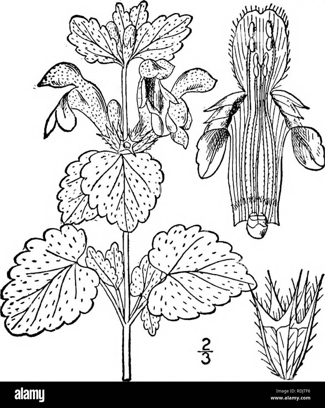 . Una flora illustrata del nord degli Stati Uniti, il Canada e la British possedimenti, da Terranova al parallelo tra il confine meridionale della Virginia, e dall'Oceano Atlantico verso ovest per il 102d meridiano. La botanica; Botanica. 122 LAMIACEAE. Vol. III.. Lamium hybridum Vill., occasionalmente trovato nei rifiuti e terreni coltivati, introdotto dall'Europa, differisce dai suoi più profondamente e incisely foglie dentate. 3. Lamium maculatum L. Spotted Dead ortica. Variegata di Dead ortica. Fig. 3612. L. maculatum L. Sp. PI. Ed. 2, 809. 1763. Perenni, alquanto pubescent; deriva per lo più snello, comunemente Foto Stock