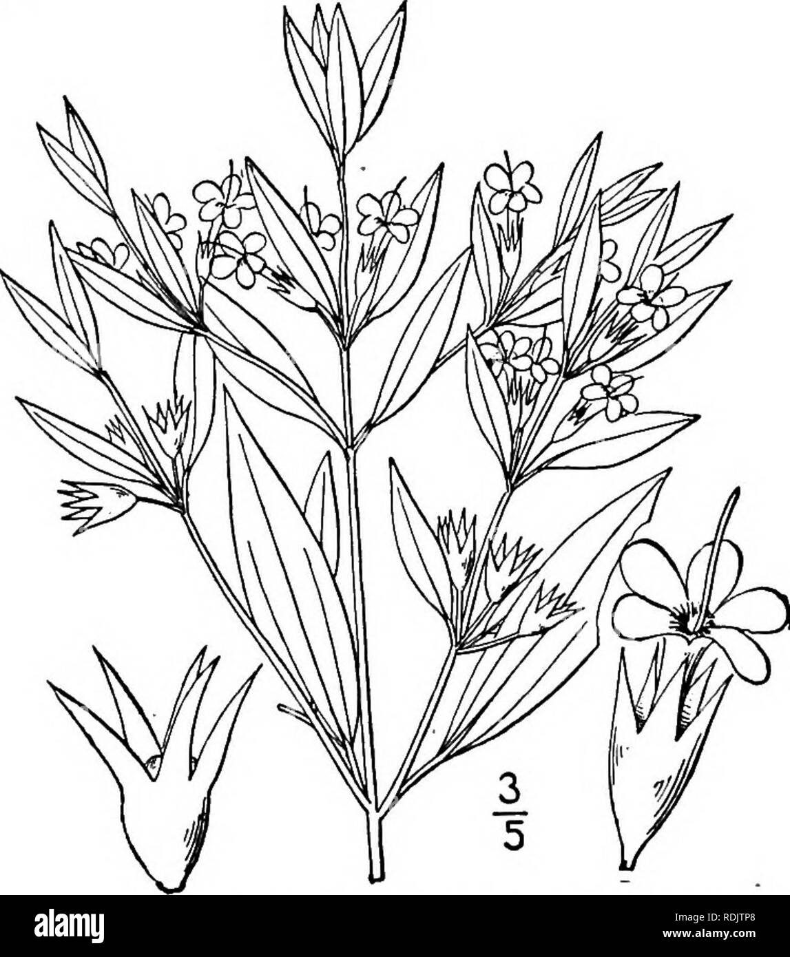 . Una flora illustrata del nord degli Stati Uniti, il Canada e la British possedimenti, da Terranova al parallelo tra il confine meridionale della Virginia, e dall'Oceano Atlantico verso ovest per il 102d meridiano. La botanica; Botanica. Lamiaceae. Vol. III. 6. Teucrium botrys L. Cut-lasciava annuale di Ger- mander. Fig. 3571. Teucrium botrys L. Sp. PI. 562. 1753. Annuale, villosi-pubescent, ramificati, i° alta o meno. Foglie sottili-petioled, profondamente pinnatifid in oblungo, intero o lobi dentati, il quelli basali con piccioli più lunghi di lame; fiori whorled in alto axils; pedicels più corta Foto Stock