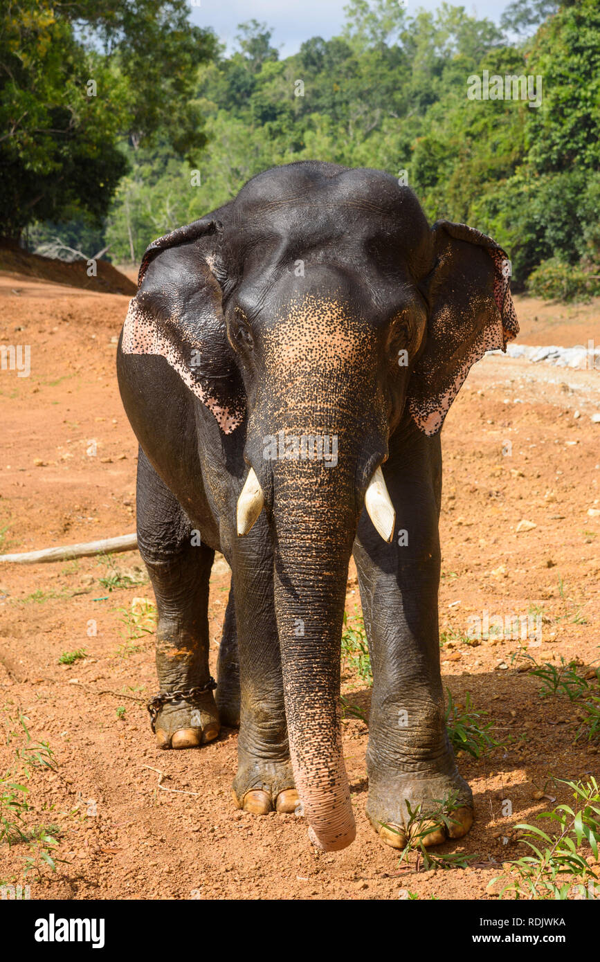 L'elefante indiano a Kottoor Kappukadu Elephant centro di riabilitazione, Kerala, India Foto Stock