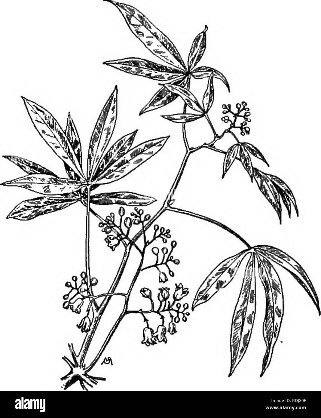 . Essentials di botanica. La botanica; Botanica. 334 Essentials di botanica Tapioca consiste principalmente di amido. Esso è costituito dal grattugiato o terra-su radici di manioca impianto (Fig. 229), un nativo del Brasile, attualmente coltivata in molte delle parti più calde del mondo, ivi compresa la nostra gli Stati del Golfo. Il cluster di radici possono insieme pesano quanto più di trenta chili e il prodotto per acro è quindi molto grande. Il succo di una specie è acre e velenosi, ma è. Si prega di notare che queste immagini vengono estratte dalla pagina sottoposta a scansione di immagini che possono essere state migliorate digitalmente per la leggibilità - colorazione e un Foto Stock . Essentials di botanica. La botanica; Botanica. 334 Essentials di botanica Tapioca consiste principalmente di amido. Esso è costituito dal grattugiato o terra-su radici di manioca impianto (Fig. 229), un nativo del Brasile, attualmente coltivata in molte delle parti più calde del mondo, ivi compresa la nostra gli Stati del Golfo. Il cluster di radici possono insieme pesano quanto più di trenta chili e il prodotto per acro è quindi molto grande. Il succo di una specie è acre e velenosi, ma è. Si prega di notare che queste immagini vengono estratte dalla pagina sottoposta a scansione di immagini che possono essere state migliorate digitalmente per la leggibilità - colorazione e un Foto Stock