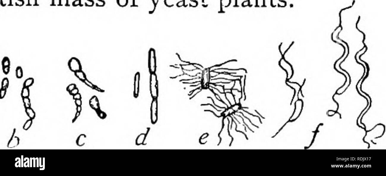 . Lo studio della natura e della vita. Lo studio della natura. 466 lo studio della natura e della vita e ci sarà posto su ciascuno degli occhiali un po' di lievito compresso delle dimensioni di una testa del perno. Chiedete a ogni per dividere la sua madre, prima a metà e poi a metà nella metà di nuovo e così via fino a che egli ha una particella che egli può solo vedere. Lasciate che gli studenti ora impianto appena queste particelle visibili nella loro fiale. Essi possono quindi li di sughero e osservare la crescita che si svolge di giorno in giorno. Se un pezzo della diga di gomma viene stirato al di sopra della parte superiore di uno dei flaconi contenenti succo di frutta e legati strettamente, i gas prodotti dalla crescita del sì Foto Stock
