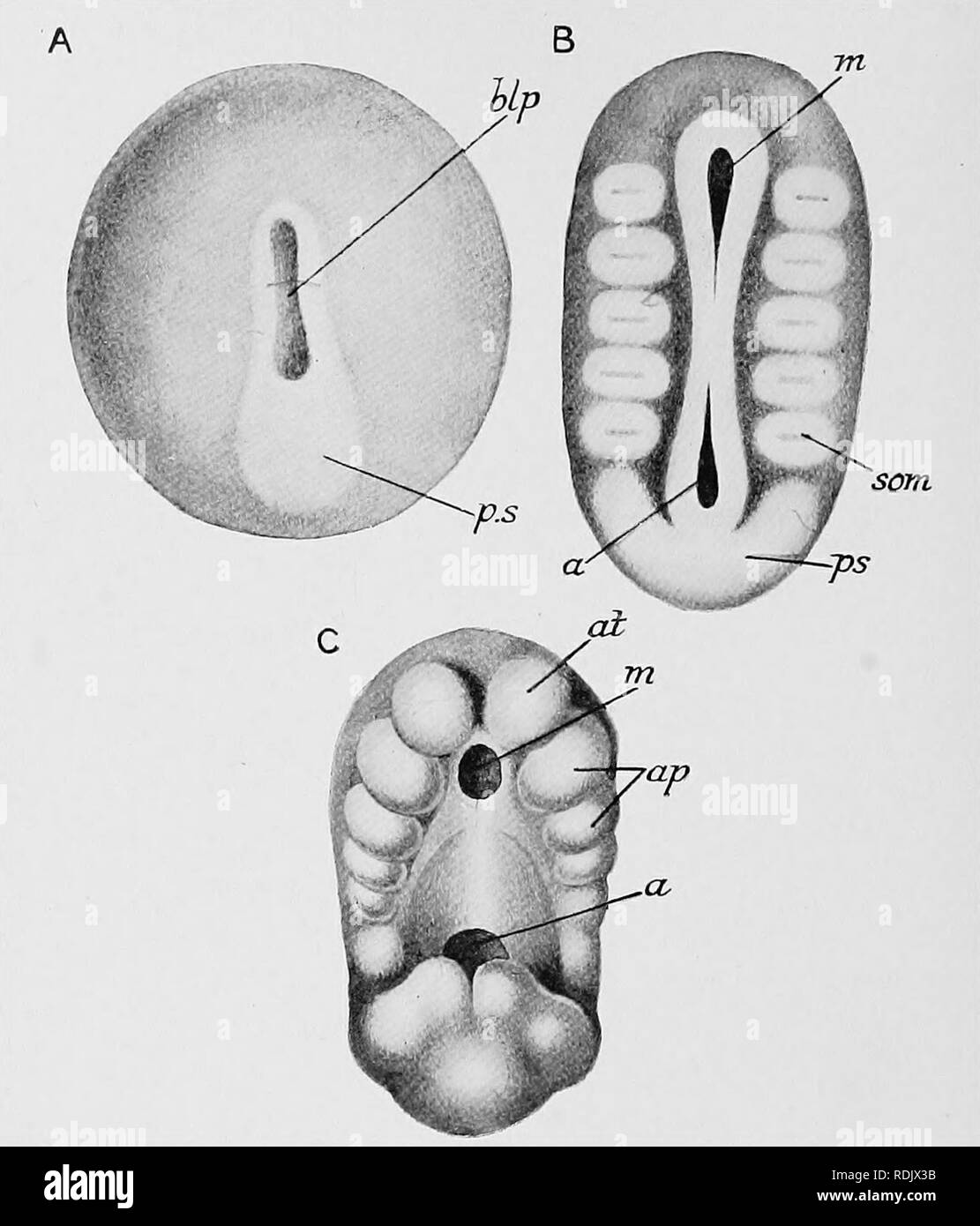 . Libro di testo di embriologia. Embriologia. 172 INVEETEBEATA CHAP. Fino ad un prae-posizione orale; le altre appendici sviluppare in ordine dalla prima all'indietro. In ciascuna appendice rudimentale una evoluzione del corrispondente somite con la sua cavità coelomic si estende. Poi il endodermic tubo si ritira lontano dal ectoderm e foglie. "Fig. 124. - Fasi nella divisione della blastopore e la formazione del mesoderma di Peripatus capensis. (Dopo Sedgwick.), il blastopore allungate ma imconstricted ; la primitiva streak è visto dietro il blastopore. B il blastopore ha appena diviso int Foto Stock