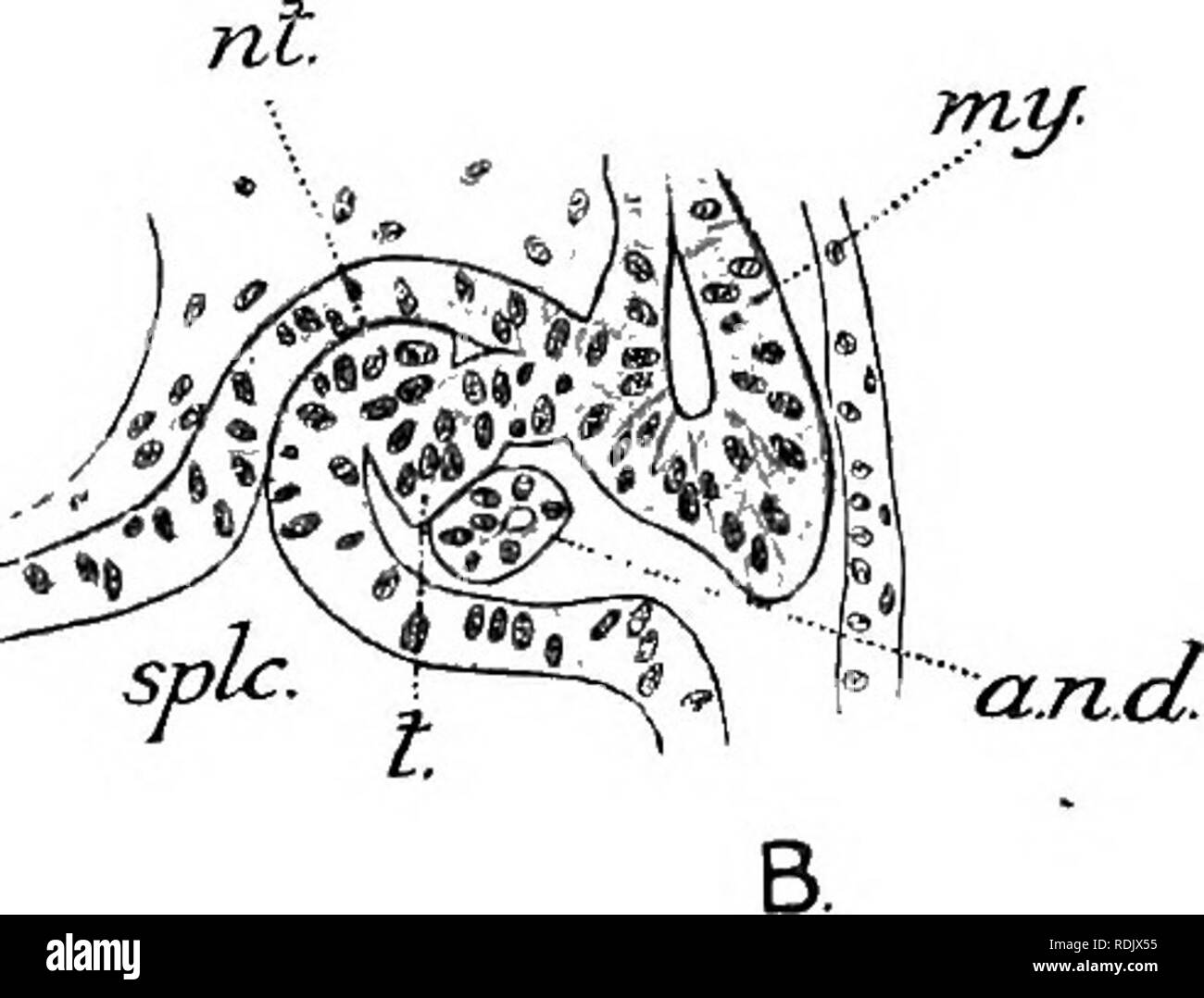 . Libro di testo di embriologia. Embriologia. Fig. 134.-Origine del tubulo opisthonephric in Elasmobranchs. Un, Pristiurus (dopo C. Kabl, 1896) ; B, variazione osservata in siluro (dopo Riickert, 1888). Un, aorta dorsale ; un.n.d, archinephric condotto; ect, ectoderm ; la mia, myotome ; nt, nephrotome ; splc, splanchnocoele ; t, rudiment tubulo. esterna e la originariamente lato esterno proveniente da ventrale di. Il condotto {a.n.d) viene così a trovarsi ventrale di al nephrotomes invece di essere sul loro lato esterno come era il caso in origine. Il nephro- tomi diventano isolate dal myotomes mediante le loro estremità prossima la myoto Foto Stock