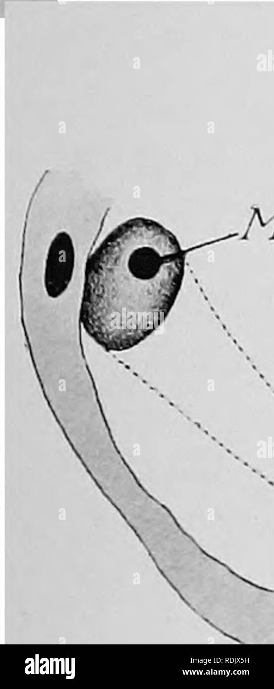 . Libro di testo di embriologia. Embriologia. VII Gli anellidi 159 per una catena di cellule, e questa catena di cella diventa scavato e forma un tubo. Il suo più cella interna sporge nella cavità coelomic tra le cellule coelomic formante un lato del setto e costituisce la parte maggiore della coelomic imbuto della nephridium. Il labbro inferiore dell'imbuto è costituito da una grande cella appartenente alla parete coelomic. Questa cella (/.c, Fig. 118) divide soltanto una volta e, come è ben noto, il labbro ventrale dell'imbuto nephridial nell'adulto â M. T. Si prega di notare che queste immagini vengono estratte dalla scansione p Foto Stock