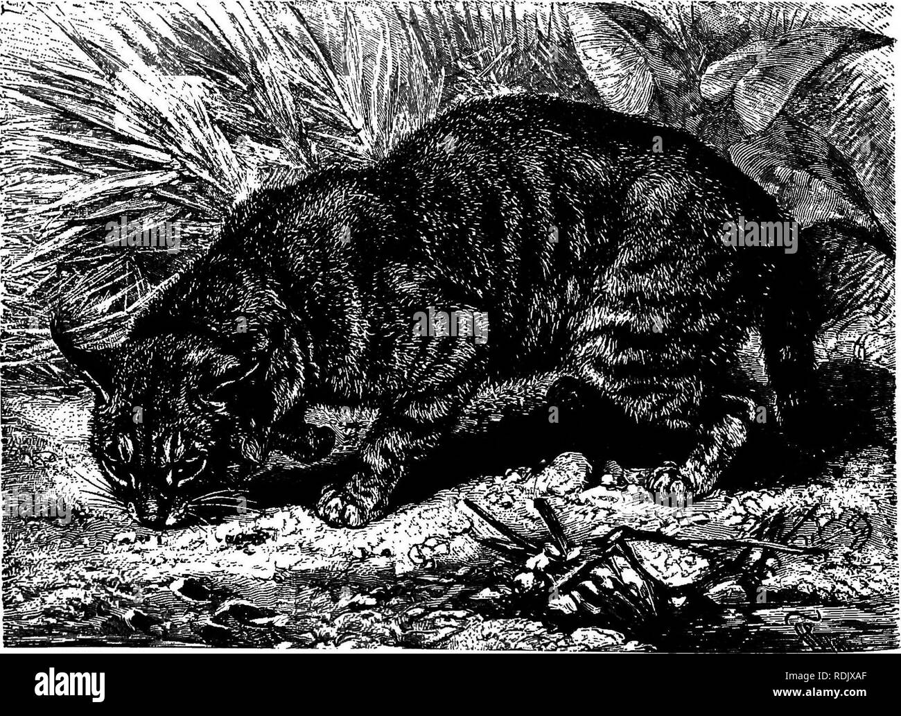 . Gli animali del mondo. Brehm la vita degli animali;. Mammiferi. Il suo modo di vita è simile a quella della sua parentela. Egli prede su tutti srnaller mammiferi e uccelli del deserto e anche gli attacchi di antilopi; almeno gli Arabi che lo chiamano "Khut el Chala," mi hanno assicurato che egli fa. Questo concorda anche con il fatto che in Asia e espe- cially India, è addestrato per antilopi, la lepre e il Coniglio caccia. Nella mia esperienza il Caracal proporzionalmente alla sua dimensione, è il più feroce e selvaggia membro del gruppo Lynx. Nessuno zoo- giardino logica ha come ancora riuscito ad addomesticare la feroce litt Foto Stock