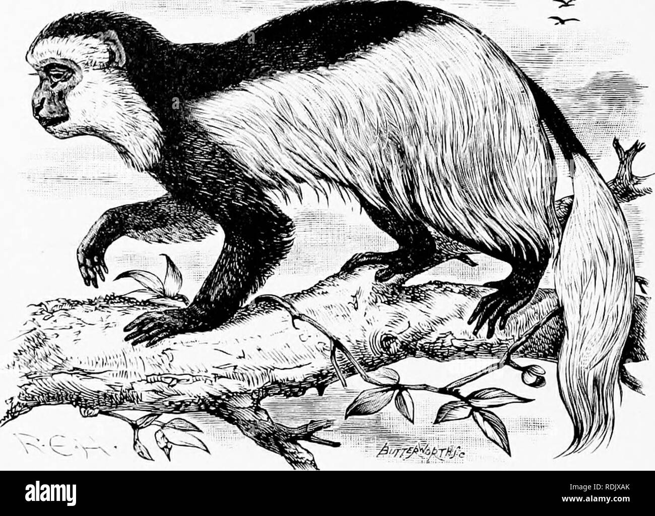 . L uomo e la bestia in Etiopia orientale : Dalle osservazioni fatte in British East Africa, Uganda e Sudan . Storia naturale; i popoli indigeni; Etnologia. 138 Etiopia orientale dita, ma il pollice è talvolta indicato in pazienti adulti monke^^s da un chiodo. In una specie, il Red Colobus, che vive nelle foreste del Western Toro a est del Ruwenzori, il pollice è presente nei giovani scimmie, ma come si diventa adulto si vive fino a solo un piccolo chiodo è a sinistra : in molto vecchi animali anche questa scompare.. Il Clueieza o Colobii.g scimmia. Questo colore vistosamente animale è visto con diffic Foto Stock