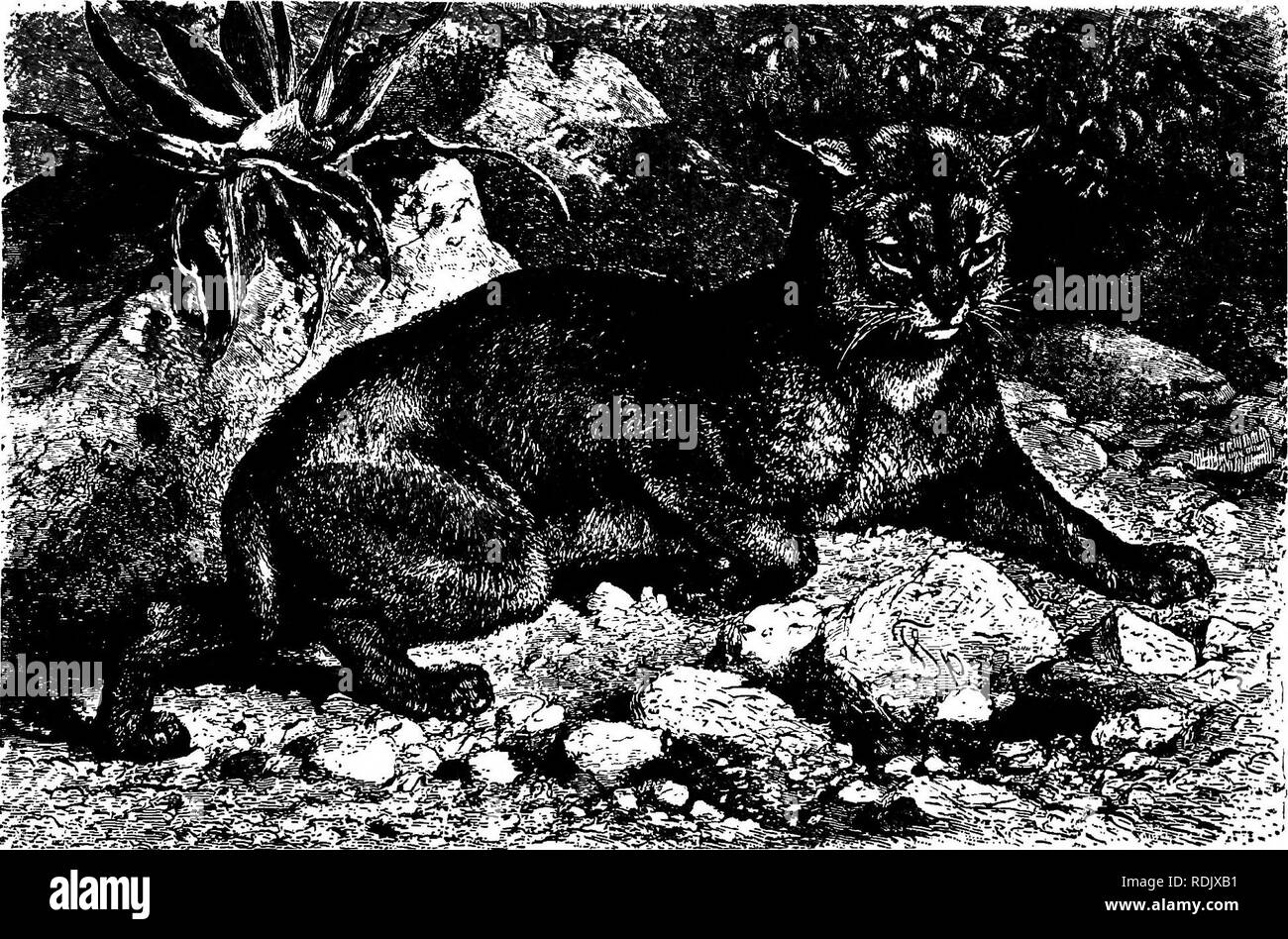 . Gli animali del mondo. Brehm la vita degli animali;. Mammiferi. Il gatto FAMILYâLYNX. 133 il gregge i suoi occhi sfavillavano, e con un cauto sposta- mento ha insinuato lentamente verso di loro. Il vigile discendenti della Roma di soccorritori è cresciuto a disagio, ma la lince era già vicino a. Con una associata ha sfrecciato come una freccia nel gruppo spaventati, ma in- vece di cattura di un oca con ciascuna zampa, come ella aveva evidentemente destinati, ella cadde nell'acqua. Ho dato le oche come perso, per essi stavano circa oh lo slittamento- pery ghiaccio in una estrema confusione, non effettuare alcun tentativo di fuga, ma la lince, gocciolante e completamente Foto Stock