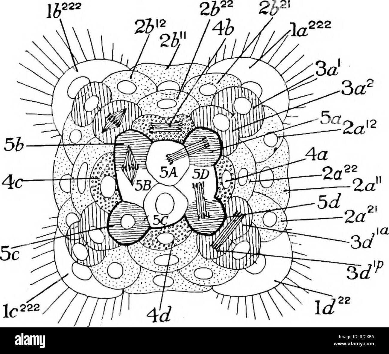 . Libro di testo di embriologia. Embriologia. 136 INVERTEBRATA CHAP. cella 2b22II, e una parte interna e la cella inferiore 2b22I2 mentre 2b222 si divide in due sorelle affiancati, vale a dire il 2b^22' e 2b222'. Ora questi quattro celle nel quadrante B e le due celle in un quadrante, vale a dire il 2a? '^'^'' e. B 5&amp;' 5b' ?h]P2&GT;V° 2,b;°, 2bf' Q-L222. Si prega di notare che queste immagini vengono estratte dalla pagina sottoposta a scansione di immagini che possono essere state migliorate digitalmente per la leggibilità - Colorazione e aspetto di queste illustrazioni potrebbero non perfettamente assomigliano al lavoro originale. MacBride, E. W. (Ernest William), 1866-1940; Kerr, Foto Stock