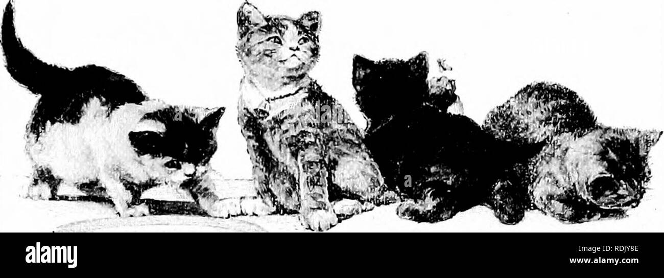 . Il fireside sphinx. Gatti. Il GATTO IN ARTE 125 acter, l'astuzia, il centinaio di vincita e dehghtful tratti che accompagnano oftenest umile di parentela, e una pianura poco grigio e nero cappotto. Molti un comune puss detiene il cuore di una casa- Tenere premuto nella sua armonia, a causa della qualità troppo sottile per essere definito, troppo dominante ad essere resistito' o ignorato. Quando sappiamo benissimo che cosa è che abbiamo valore in amico o un gatto, l'analisi mina la nostra af- fection.. Â ^^^^^. Si prega di notare che queste immagini vengono estratte dalla pagina sottoposta a scansione di immagini che possono essere state migliorate digitalmente per la leggibilità - colorazione e Foto Stock