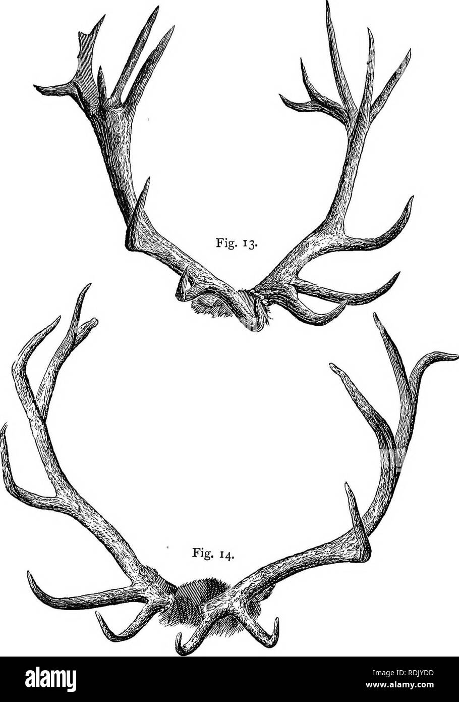 . Le antilopi e cervi di America : un trattato completo sulla storia naturale, incluse le caratteristiche, abitudini, affinità e capacità di domesticazione del Antilocapra e Cervidae dell' America del Nord . Pronghorn; Cervi; mammiferi. 210 IL CERVO DI AMERICA. per distruggere i giovani cerbiatti, egli avrebbe utilizzato la sua zampe anteriori per lo scopo invece della sua palchi, anche se questi ultimi sono stati in perfezione.. 13. Crown Aniler americano di Elk. 14. Modulo comune di corna di alce americano. Devo chiudere questo ramo del mio soggetto con il commento che ulteriori osservazioni sono necessarie per consentire a noi di f Foto Stock