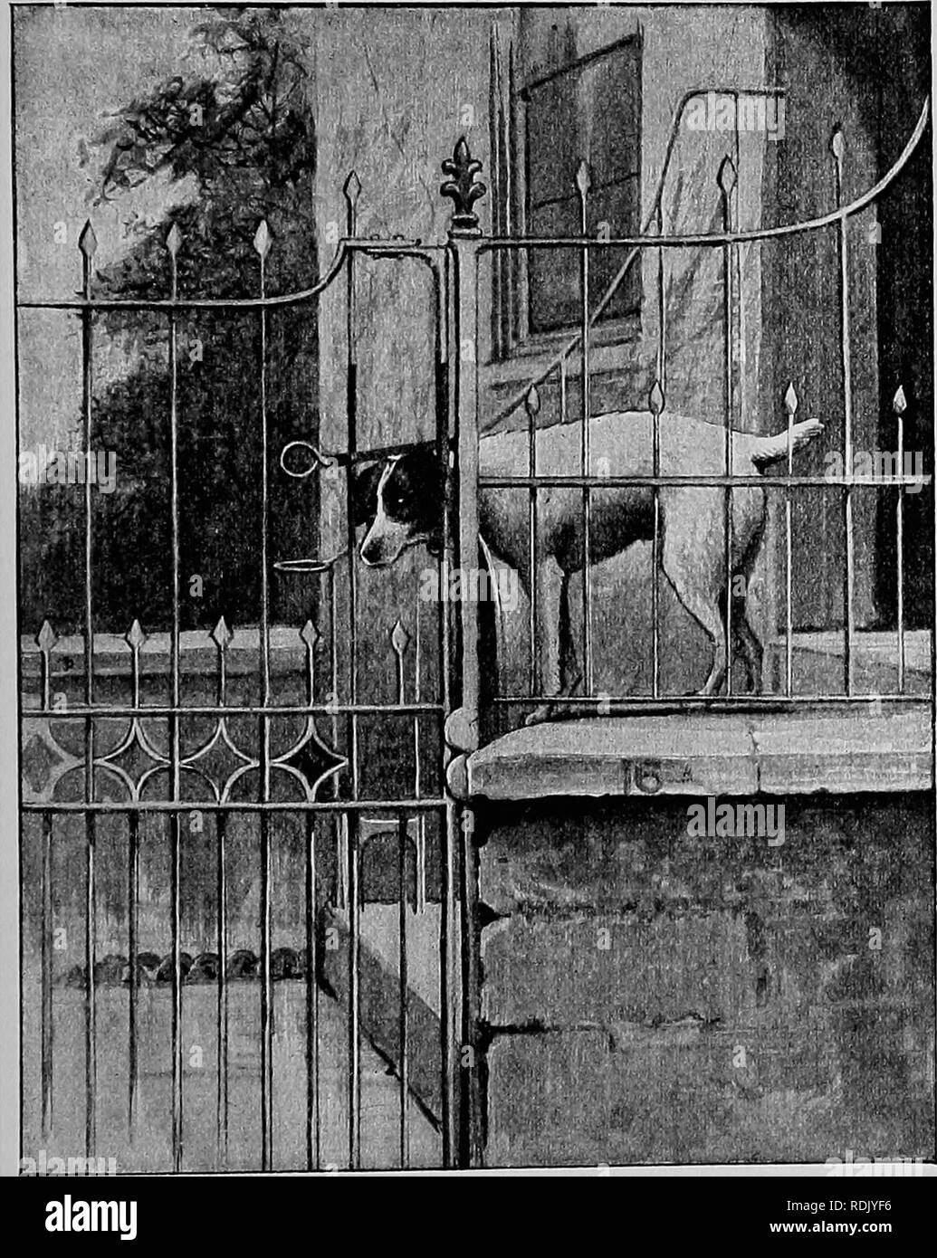 . Il comportamento di animali. Il comportamento di animali;'intelligenza degli animali. Alcuni risultati di esperimento 145 di thouglit", ma whicli, sulla stretta osservazione, è stato visto chiaramente di essere il risultato di intelligence in senso stretto del. ¥ia. 21.-fox terrier sollevamento del fermo di un cancello. termine. Il cane ha rilasciato la leva della chiusura a scatto di un cantiere porta. " In un primo momento egli ha sollevato la sua zampata alla porta e graffiato violentemente, manifestando vari segni di impazienza. Il suo graffi, che L. Si prega di notare che queste immagini vengono estratte dalla pagina sottoposta a scansione di immagini che possono essere state migliorate digitalmente per la leggibilità - colorati Foto Stock