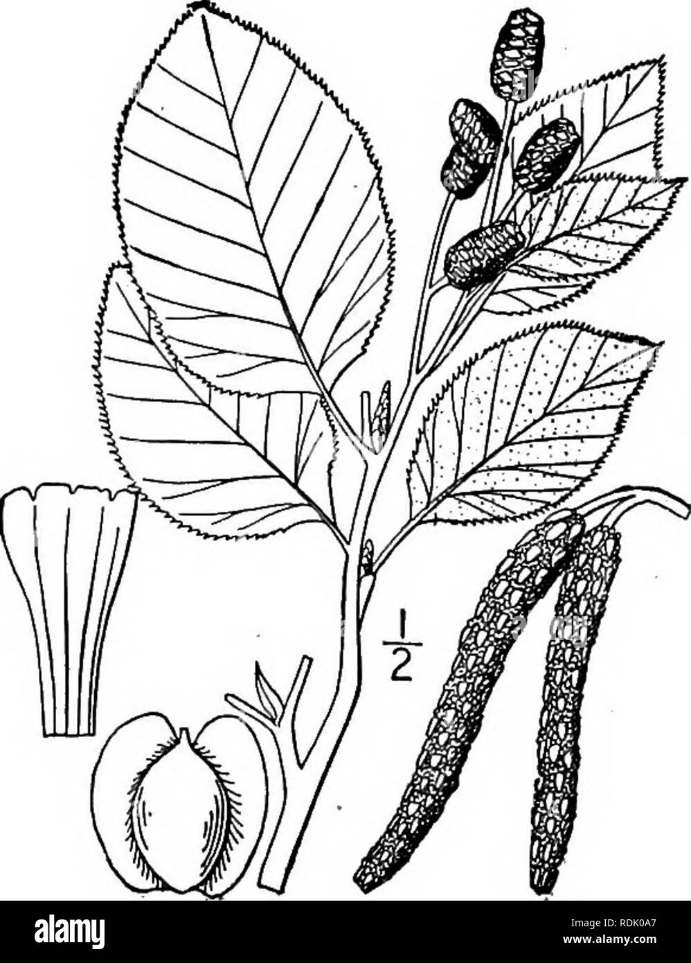 . Una flora illustrata del nord degli Stati Uniti, il Canada e la British possedimenti, da Terranova al parallelo tra il confine meridionale della Virginia, e dall'Oceano Atlantico verso ovest per il 102d meridiano. La botanica; Botanica. 12. Betula nana L. Dwarf alpino o di betulla. Fig- MI505- Betula nana L. Sp. PI. 983. 1753. B. Michauxii Spach, Ann. Sci. Nat. (Ii) 15: 195. 1841. Una bassa macchia diffusa, simile alle precedenti specie ma i ramoscelli glandless, puberulent glabrous o. Lascia orbicular, obovate o reniform e più ampia rispetto a lungo, verde brillante, impresa, glabrous, su entrambi i lati quando è maturo, Foto Stock