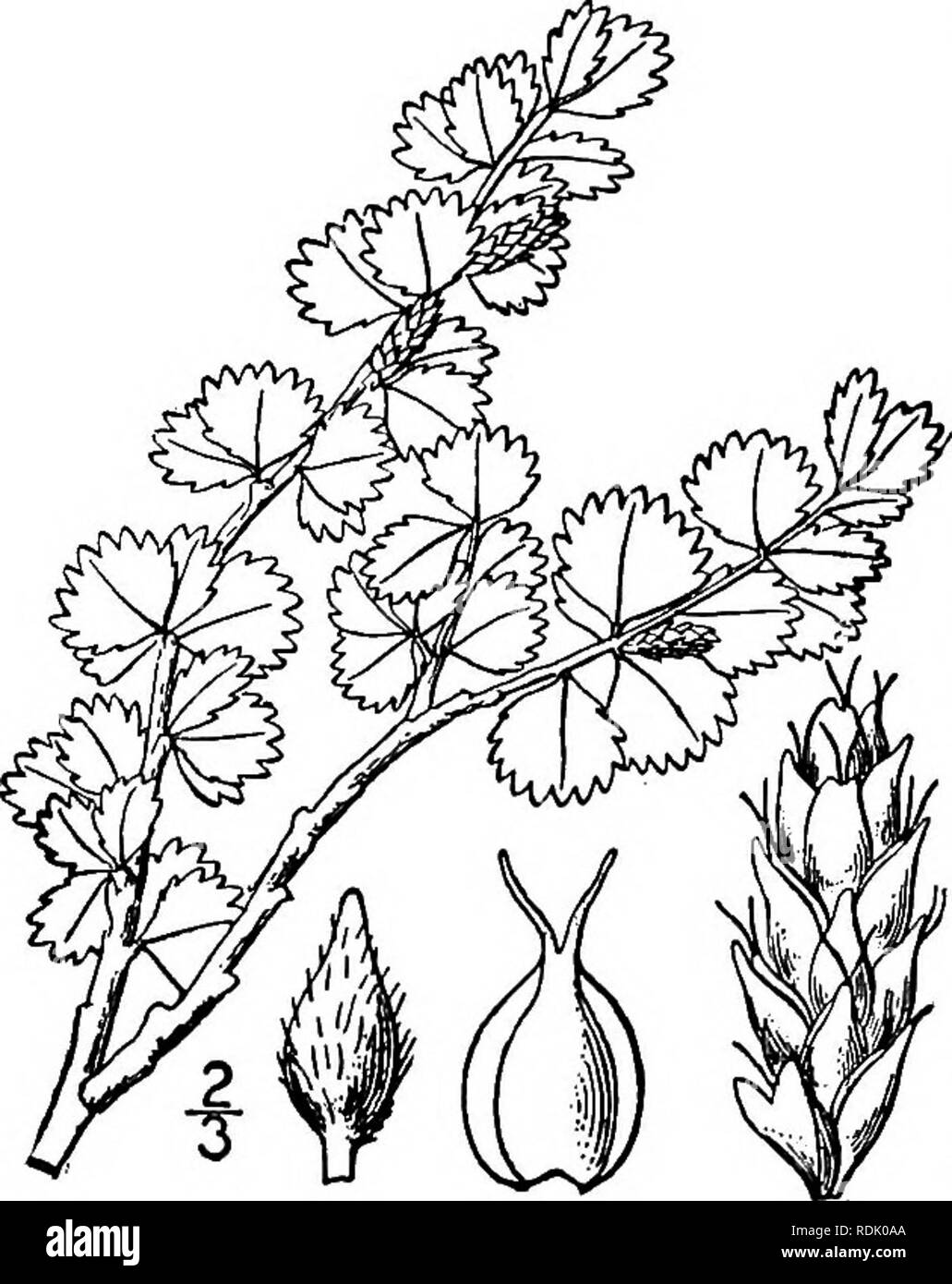 . Una flora illustrata del nord degli Stati Uniti, il Canada e la British possedimenti, da Terranova al parallelo tra il confine meridionale della Virginia, e dall'Oceano Atlantico verso ovest per il 102d meridiano. La botanica; Botanica. 6l2 BETULACEAE. Vol. I.. 12. Betula nana L. Dwarf alpino o di betulla. Fig- MI505- Betula nana L. Sp. PI. 983. 1753. B. Michauxii Spach, Ann. Sci. Nat. (Ii) 15: 195. 1841. Una bassa macchia diffusa, simile alle precedenti specie ma i ramoscelli glandless, puberulent glabrous o. Lascia orbicular, obovate o reniform e più ampia rispetto a lungo, verde brillante, impresa, glabrous, o Foto Stock