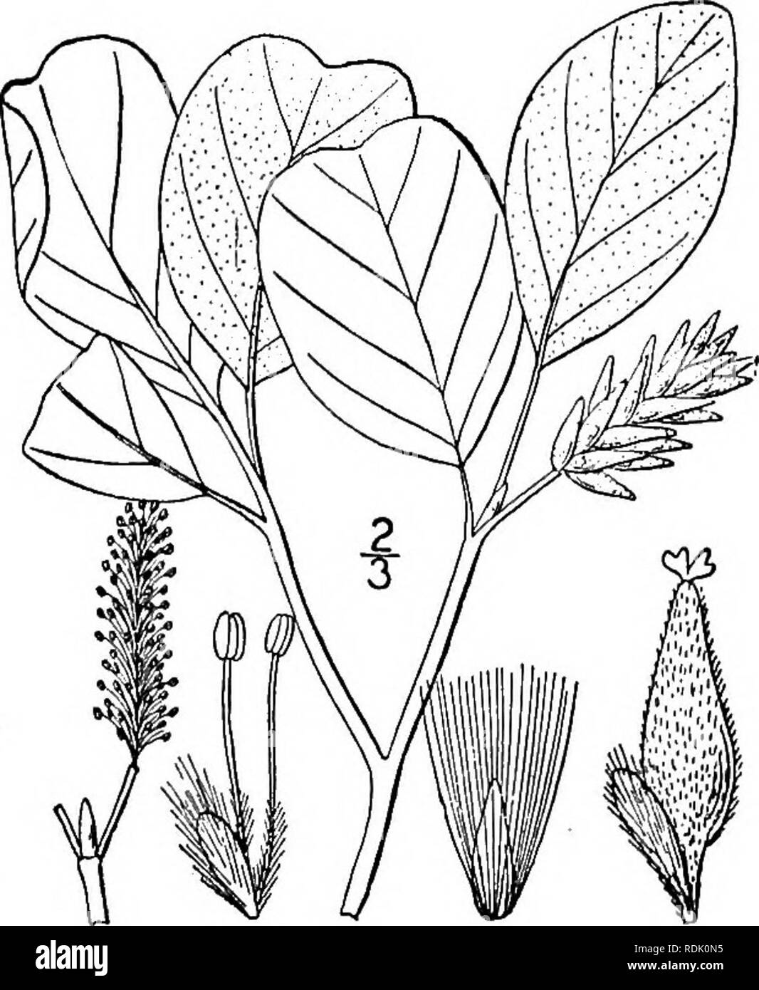 . Una flora illustrata del nord degli Stati Uniti, il Canada e la British possedimenti, da Terranova al parallelo tra il confine meridionale della Virginia, e dall'Oceano Atlantico verso ovest per il 102d meridiano. La botanica; Botanica. Genere 2. WILLOW FAMIGLIA. 603. 32. Salix Pursh vestita. Hairy Willow. Fig. 1482. Salix vestita Pursh, Fl. Am. Sett. 610. 1814. Salix Fernaldii Blankenship, Mont. Agric. Coll. Stud. Bot. 1: 46. 1905. Un basso arbusto, simile alla specie precedente, i ramoscelli 4 facciate, verde. Foglie obovate, spessa, prevalentemente retuse o emarginate all'apice, leggermente crenulate, ristretta Foto Stock . Una flora illustrata del nord degli Stati Uniti, il Canada e la British possedimenti, da Terranova al parallelo tra il confine meridionale della Virginia, e dall'Oceano Atlantico verso ovest per il 102d meridiano. La botanica; Botanica. Genere 2. WILLOW FAMIGLIA. 603. 32. Salix Pursh vestita. Hairy Willow. Fig. 1482. Salix vestita Pursh, Fl. Am. Sett. 610. 1814. Salix Fernaldii Blankenship, Mont. Agric. Coll. Stud. Bot. 1: 46. 1905. Un basso arbusto, simile alla specie precedente, i ramoscelli 4 facciate, verde. Foglie obovate, spessa, prevalentemente retuse o emarginate all'apice, leggermente crenulate, ristretta Foto Stock