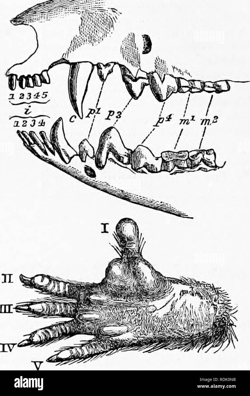 . Catalogo della Marsupialia e Monotremata nella collezione del British Museum di storia naturale). I marsupiali; Monotremes. 316 DIDELPHTIDJS. La opossum prendere il posto nella regione Neotropical del Inseotivora di altre parti del mondo, la grande maggioranza di Arborea, e in questa misura corrispondenti a Tupaia, mentre pochi kg. 6.. Didelphys marsupialis.âJaw e hind piede, che mostrano la combinazione di polyproto- dont dentizione con un nou-syndactyloua piedi. {Sottogenere Peramys) sono più o meno terrestri, e fortemente ri- eemble i toporagni sia in apparenza e abitudini. Un unico spec Foto Stock