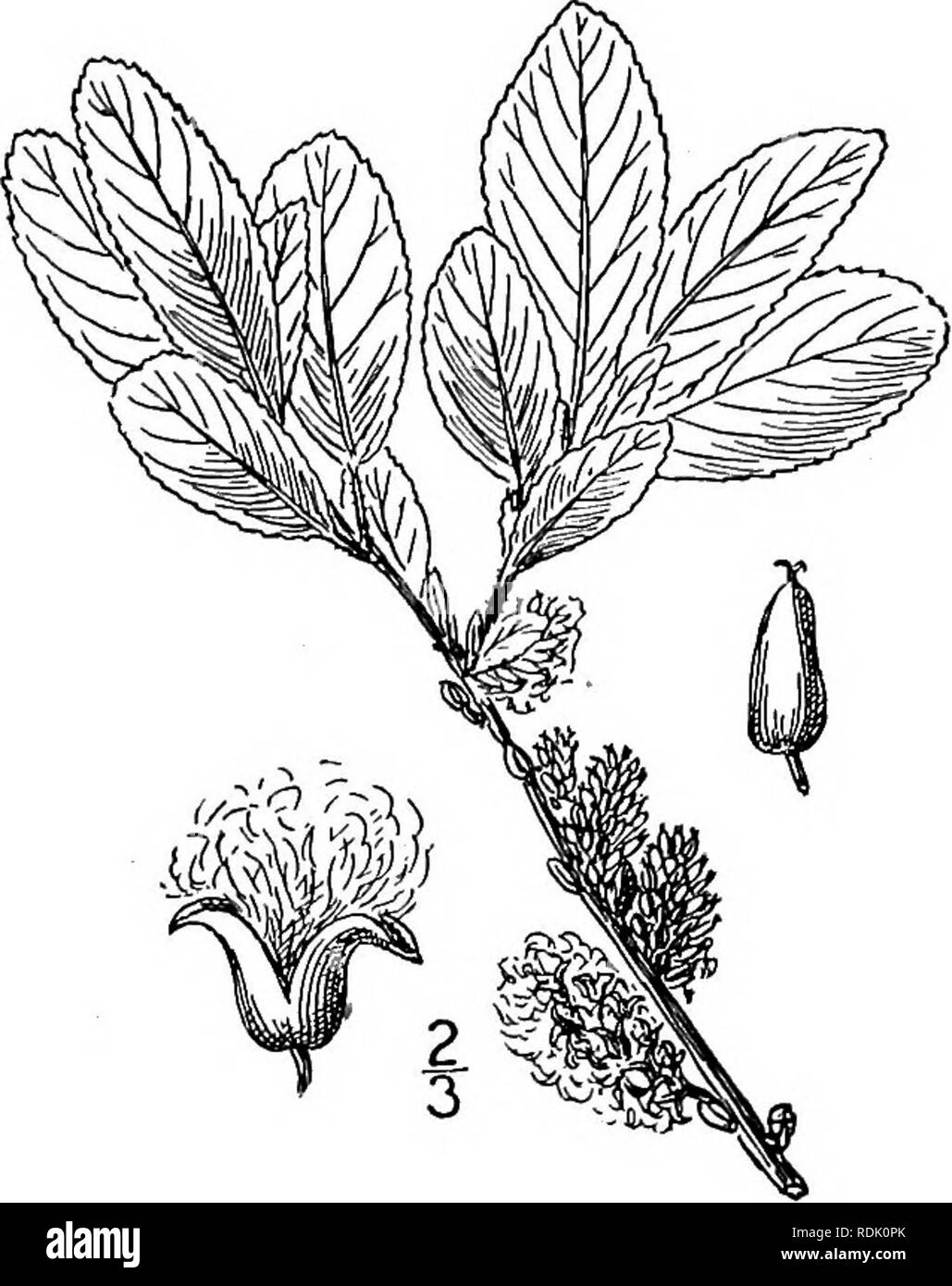 . Una flora illustrata del nord degli Stati Uniti, il Canada e la British possedimenti, da Terranova al parallelo tra il confine meridionale della Virginia, e dall'Oceano Atlantico verso ovest per il 102d meridiano. La botanica; Botanica. Genere 2. WILLOW FAMIGLIA. 601 26. Salix obtusata Fernald. Blunt-lasciato Willow. Fig. 1476. Salix obtusata Fernald, Rhodora g : 223. 1907. Un arbusto ii°-3° alta, con superficie liscia marrone ramoscelli splendente. Foglie di forma oblunga di forma oblunga orbicular, sottile, arrotondato in corrispondenza dell'apice o ottuso subcordate alla base, I-2' lungo, ii' ampia o meno, strettamente dentato, alquanto pubescent sotto quando Foto Stock . Una flora illustrata del nord degli Stati Uniti, il Canada e la British possedimenti, da Terranova al parallelo tra il confine meridionale della Virginia, e dall'Oceano Atlantico verso ovest per il 102d meridiano. La botanica; Botanica. Genere 2. WILLOW FAMIGLIA. 601 26. Salix obtusata Fernald. Blunt-lasciato Willow. Fig. 1476. Salix obtusata Fernald, Rhodora g : 223. 1907. Un arbusto ii°-3° alta, con superficie liscia marrone ramoscelli splendente. Foglie di forma oblunga di forma oblunga orbicular, sottile, arrotondato in corrispondenza dell'apice o ottuso subcordate alla base, I-2' lungo, ii' ampia o meno, strettamente dentato, alquanto pubescent sotto quando Foto Stock