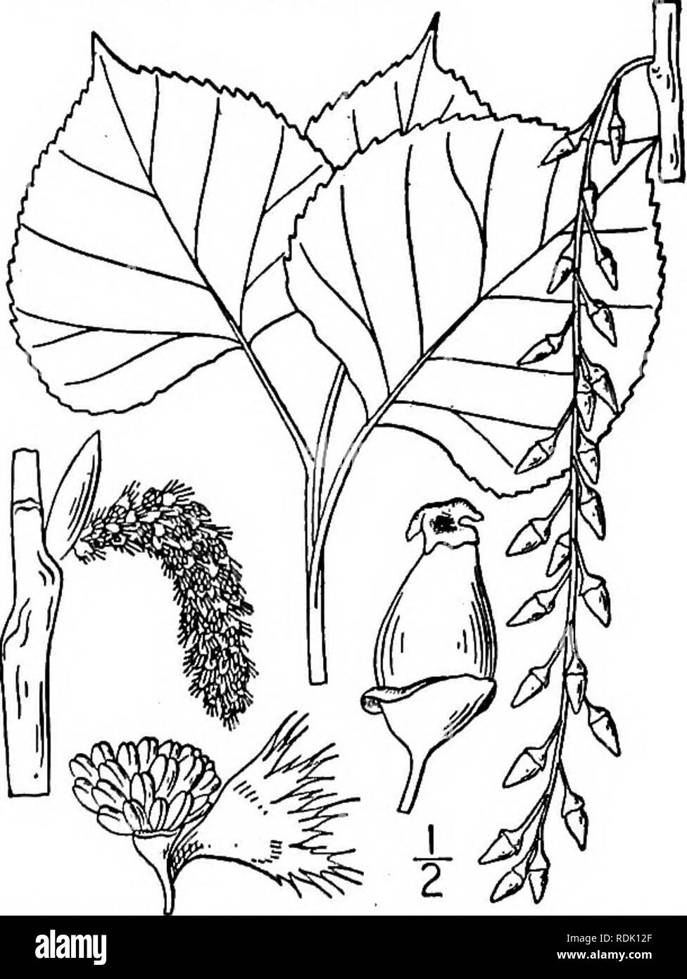 . Una flora illustrata del nord degli Stati Uniti, il Canada e la British possedimenti, da Terranova al parallelo tra il confine meridionale della Virginia, e dall'Oceano Atlantico verso ovest per il 102d meridiano. La botanica; Botanica. 8. Populus tremuloides Michx. Ameri- può Aspen. Faretra-foglia. Fig. 1447. Populus tremuloides Michx. Fl. Bor. Am. 2: 243. 1803. Una struttura snella, con superficie liscia, verde chiaro corteccia, raggiungendo un'altezza massima di circa ioo° e un tronco di diametro 30, il giovane fogliame glabrous, ad eccezione di quelle dei ciliati margini delle foglie. Piccioli molto snello, schiacciata lateralmente, causi Foto Stock