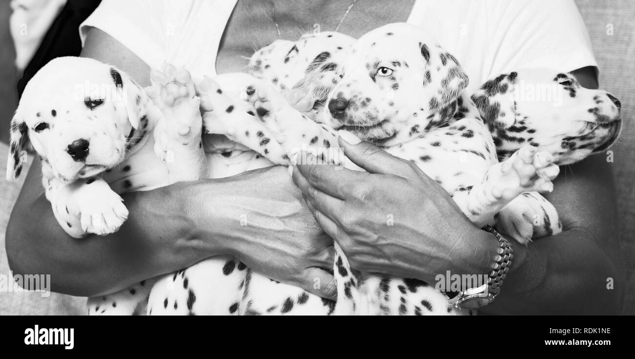 Vera e propria mano umana tenendo molti cuccioli dalmata di close up Foto stock - Alamy