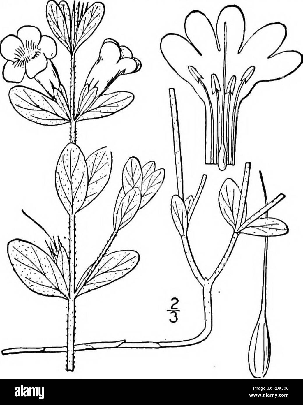 . Una flora illustrata del nord degli Stati Uniti, il Canada e la British possedimenti, da Terranova al parallelo tra il confine meridionale della Virginia, e dall'Oceano Atlantico verso ovest per il 102d meridiano. La botanica; Botanica. 240 ACANTHACEAE. Vol. III. o 2 solo; antere prevalentemente 2-celled, SAC dehiscent longitudinalmente. Il disco anulare o a tazza. Ovaia 2-celled; ovuli 2-10 in ciascuna cavità, anatropous o amphitro- pous; stile filiformi, semplice; gli stimmi 1 o 2. Capsula a secco, 2-celled, loculicidally elasticamente 2 valvolato. Semi o globose orbicular, non alato, sostenuti su superfici curve pro- jecti Foto Stock