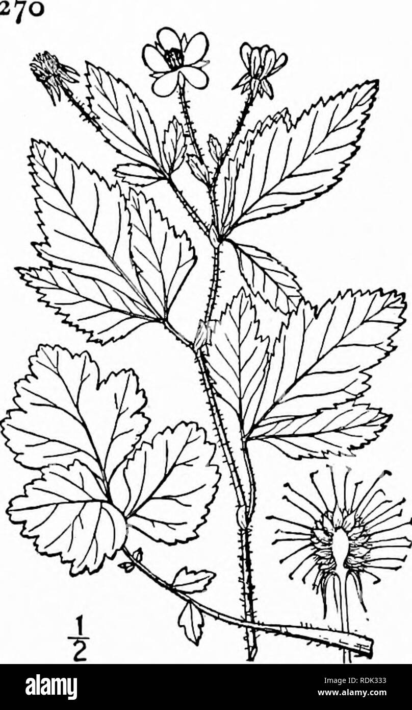 . Una flora illustrata del nord degli Stati Uniti, il Canada e la British possedimenti, da Terranova al parallelo tra il confine meridionale della Virginia, e dall'Oceano Atlantico verso ovest per il 102d meridiano. La botanica; Botanica. ROSACEAE. Vol. II. I. Geum virginianum L. Avens ruvida. Ben- net. Erba-BENNETT. Fig. 2275. Geum virginianum L. Sp. PI. 500. 1753. Ramificato sopra piuttosto stout, 2j° alta o meno. Stelo e piccioli ispido-pubescent, la stout corti peduncoli pubescent con riflessi i peli; basale e foglie inferiori odd-pinnate, il lembo terminale di solito più grandi di quelli laterali Foto Stock