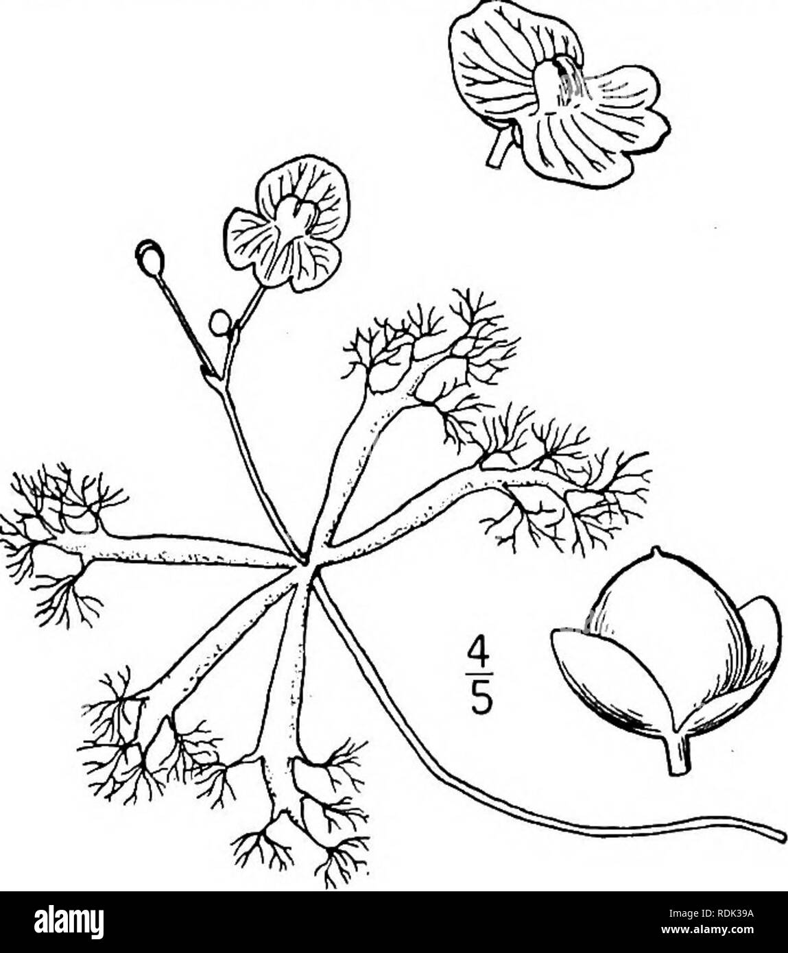 . Una flora illustrata del nord degli Stati Uniti, il Canada e la British possedimenti, da Terranova al parallelo tra il confine meridionale della Virginia, e dall'Oceano Atlantico verso ovest per il 102d meridiano. La botanica; Botanica. 6. Utricularia geminiscapa Benj. Hid- den-fruttato Bladderwort. Fig. 3866]. Utricularia geminiscapa Benj. Linnaea 20: 30s 1847. U. clandestina Nutt.; A. Gray, Man. 287. 1848. Steli circa 8'-io' lungo, flottante in orizzontale al di sotto della superficie dell'acqua, scarsamente ramificata. Foglie alterne, circa 10" di lunghezza, 4-7-dicotomiche e bladderless, o più o meno Foto Stock