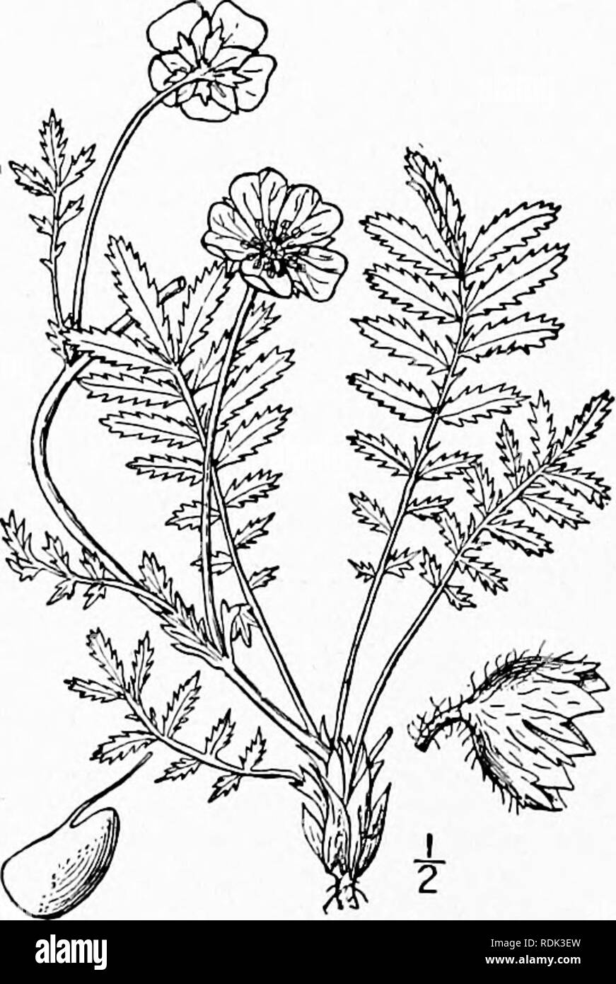 . Una flora illustrata del nord degli Stati Uniti, il Canada e la British possedimenti, da Terranova al parallelo tra il confine meridionale della Virginia, e dall'Oceano Atlantico verso ovest per il 102d meridiano. La botanica; Botanica. 25S rosacee. Vol. II. 8. ARGENTINA Lam. Fl. Franc. 3: 118. 1778. Erbe perenni, con sottili stoloni, interruptedly pinnate foglie, fiori solitari, ascellare peduncled. Calice-tubo corta e larga. Bractlets, sepali e petali 5, o più spesso. Petali giallo, non artigliato. Stami 20-25, portato intorno alla base dell'hemi- sede sferica; filamenti fil Foto Stock