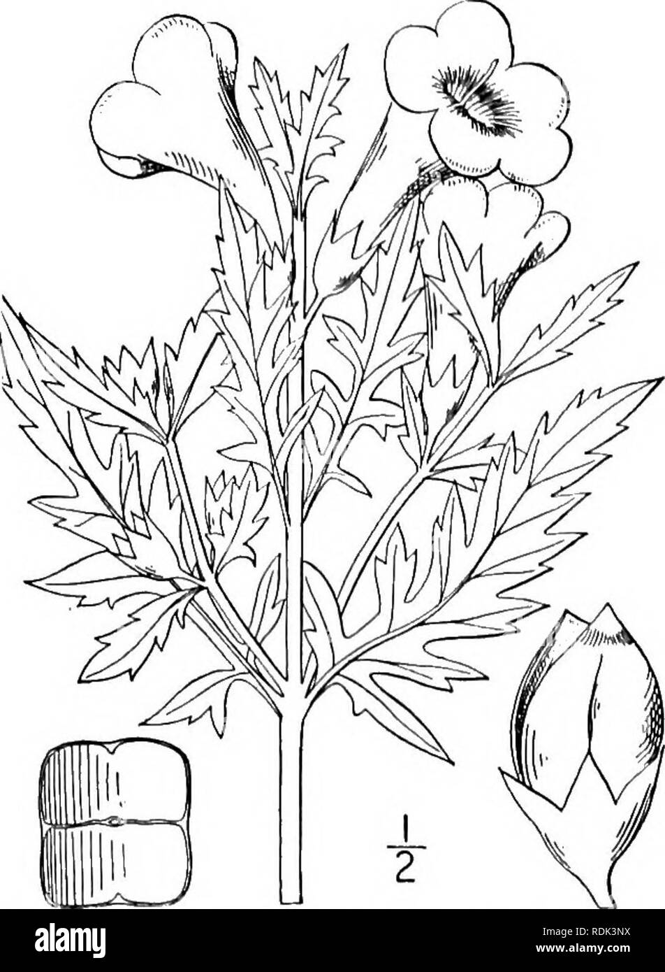 . Una flora illustrata del nord degli Stati Uniti, il Canada e la British possedimenti, da Terranova al parallelo tra il confine meridionale della Virginia, e dall'Oceano Atlantico verso ovest per il 102d meridiano. La botanica; Botanica. 208 SCROPHULARIACEAE. Vol. III. 6. Dasystoma virginica (L.) Britton. Buon falso Foxglove. Fig. 3817. Rhinanthus virginicus L. Sp. PI. 603. 1753. Gerardia quercifolia Pursh, Fl. Am. Sett. 423. pi. 19. 1814. D. quercifolia Benth. in DC. Prodr. 10: 520. 1846. D. virginica Britton, Mem. Torr. Club a 5: 295. 1894 perenni, glabrous e glaucous; lo stelo rigorosa, piuttosto Foto Stock
