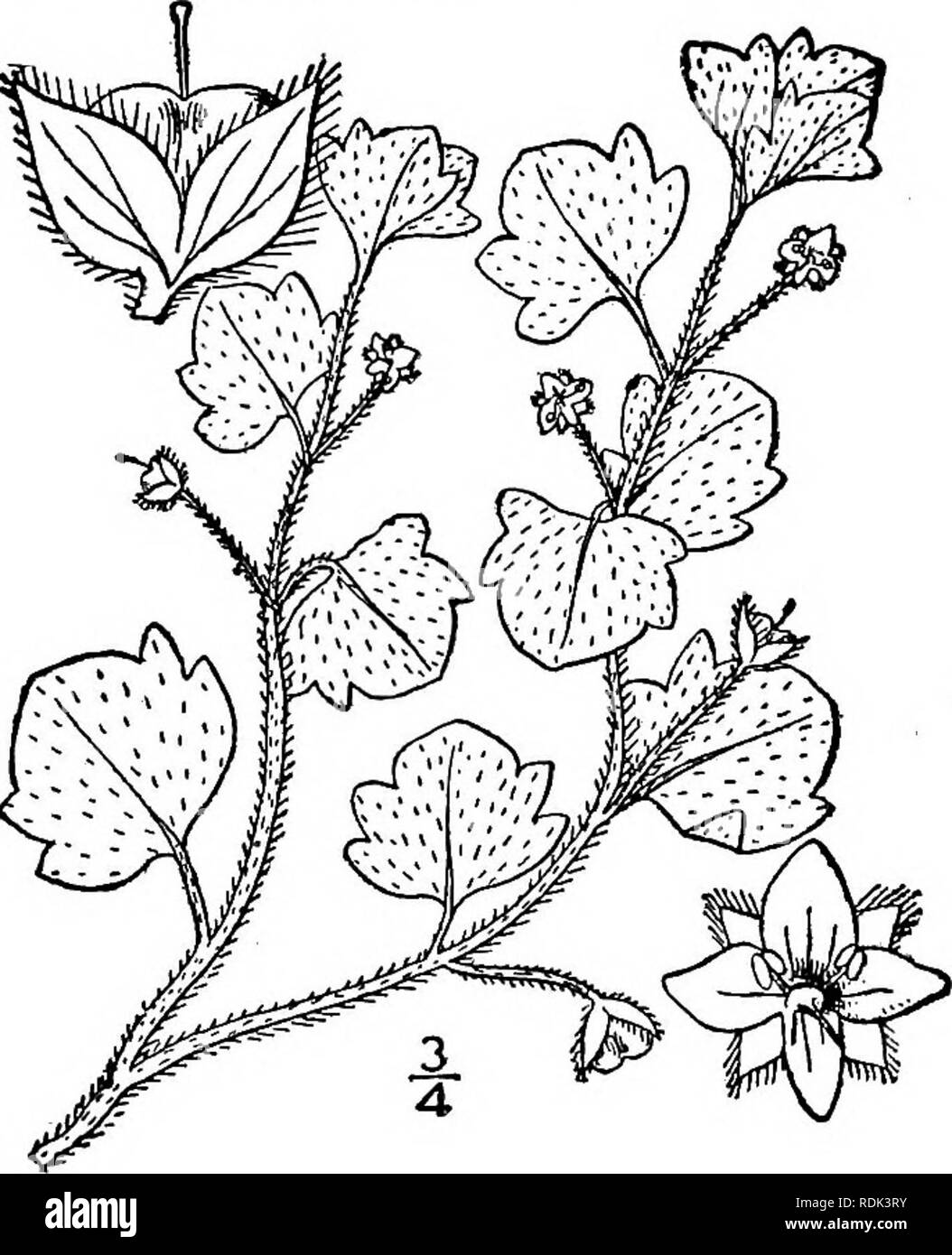 . Una flora illustrata del nord degli Stati Uniti, il Canada e la British possedimenti, da Terranova al parallelo tra il confine meridionale della Virginia, e dall'Oceano Atlantico verso ovest per il 102d meridiano. La botanica; Botanica. Veronica Tournefortii Gmelin, FI. Bad. Ho : 39. 1805. Veronica agrestis var. byzantina Sibtti. &Amp; Smith, Fl. Graec. 1: pi. 8. 1806. V. Buxbaumii Tenore, Fl. Nap. 1: 7. pi. 1. 1811. V. byzantina B.S.P. Prel. Cat. N. Y. 40. 1888. Annuale, pubescent; gambi diffusamente ramificato, diffondere o ascendente, 6'-è lunga". Foglie di forma ovale o ovale, a breve petioled, angoli ottusi oppure ac Foto Stock