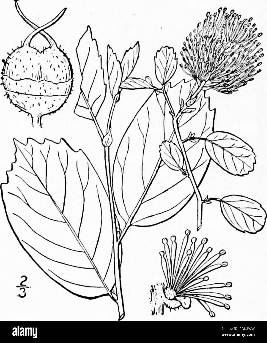 . Una flora illustrata del nord degli Stati Uniti, il Canada e la British possedimenti, da Terranova al parallelo tra il confine meridionale della Virginia, e dall'Oceano Atlantico verso ovest per il 102d meridiano. La botanica; Botanica. 234 HAMAMELIDACEAE. Vol. II. Famiglia 50. HAMAMELIDACEAE Lindl. La Veg. Unito. 784. 1847. Amamelide famiglia. Alberi o arbusti, con alterne petioled foglie semplice e perfetto, poligamo fiori monoica, variamente raggruppati. Cade spesso imperfetta. Calice-tubo, quando presente, più o meno adnate alle ovaie, il suo arto troncare o 4- o 5-lobate. Petali, quando pr Foto Stock