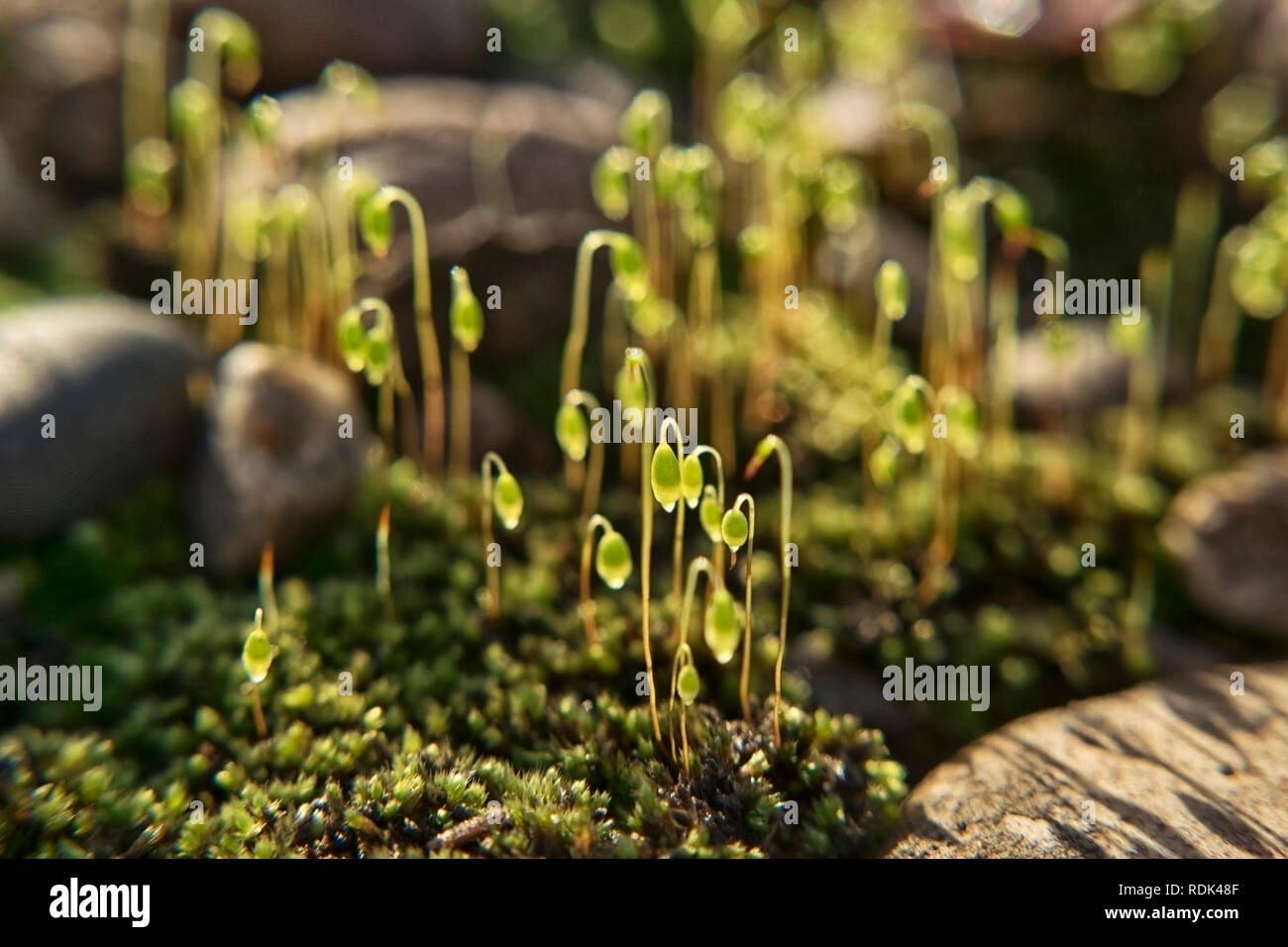 Il sole splende attraverso le graminacee piccole sul muschio sulla pietra terrapieno ferroviario Foto Stock