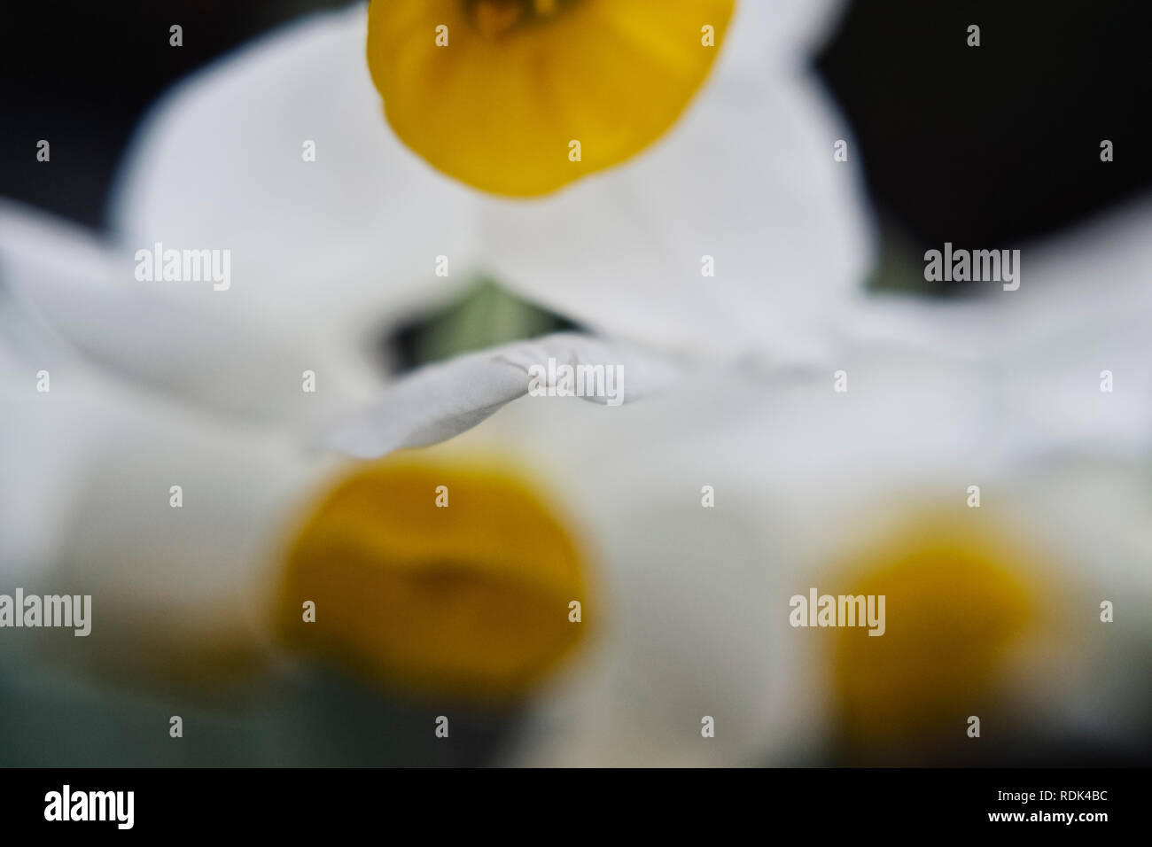 Tre nana daffodils bianco su uno sfondo scuro in soft focus-Foto macro Foto Stock