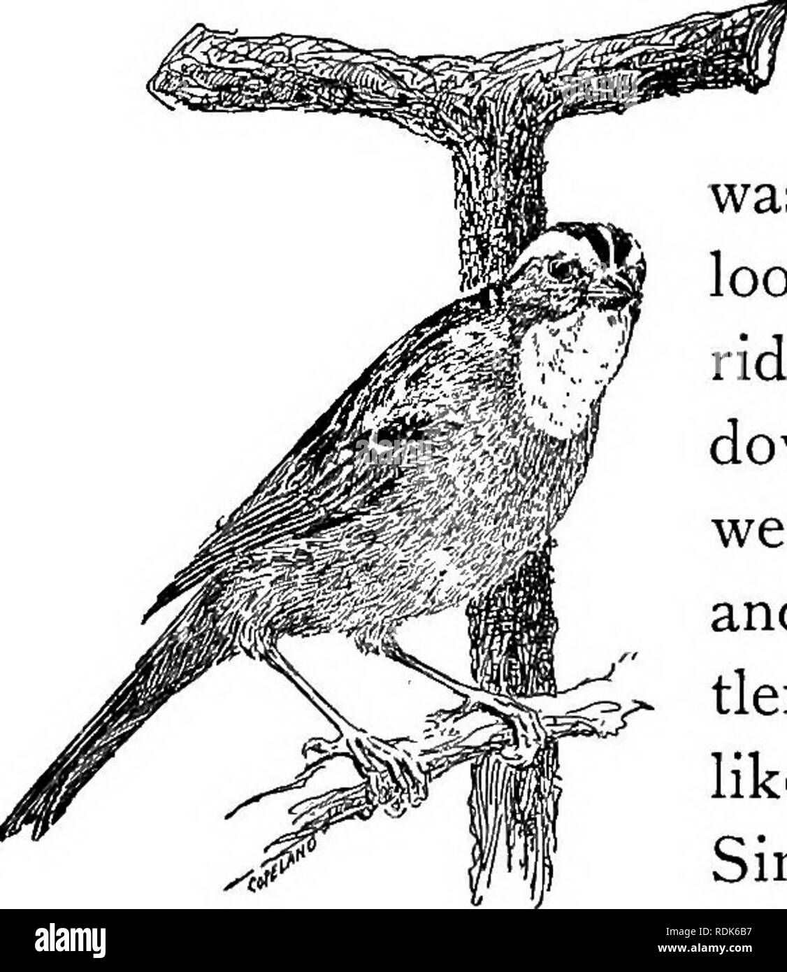 . Deserto modi;. Il comportamento di animali. II. KILLOOLEET, poco dolce-voce. Egli giorno era freddo, i boschi sono bagnate e il tempo è stato bestiale del tutto quando Kil- looleet in primo luogo è venuto e ha cantato sul mio ridgepole. La pesca era scarsa giù nel lago grande e non vi erano segni di civiltà qui e lì, in forma di set- tlers' cabine, che noi non abbiamo simili; così ci aveva spinto in alto fiume, Simmo e i trenta mjles sotto la pioggia, a un preferito campeggio su un piccolo lago, dove abbiamo avuto il deserto tutta per noi. La pioggia era ancora in calo,' e il lago bianco- tappato e la foresta tutti i misty Foto Stock